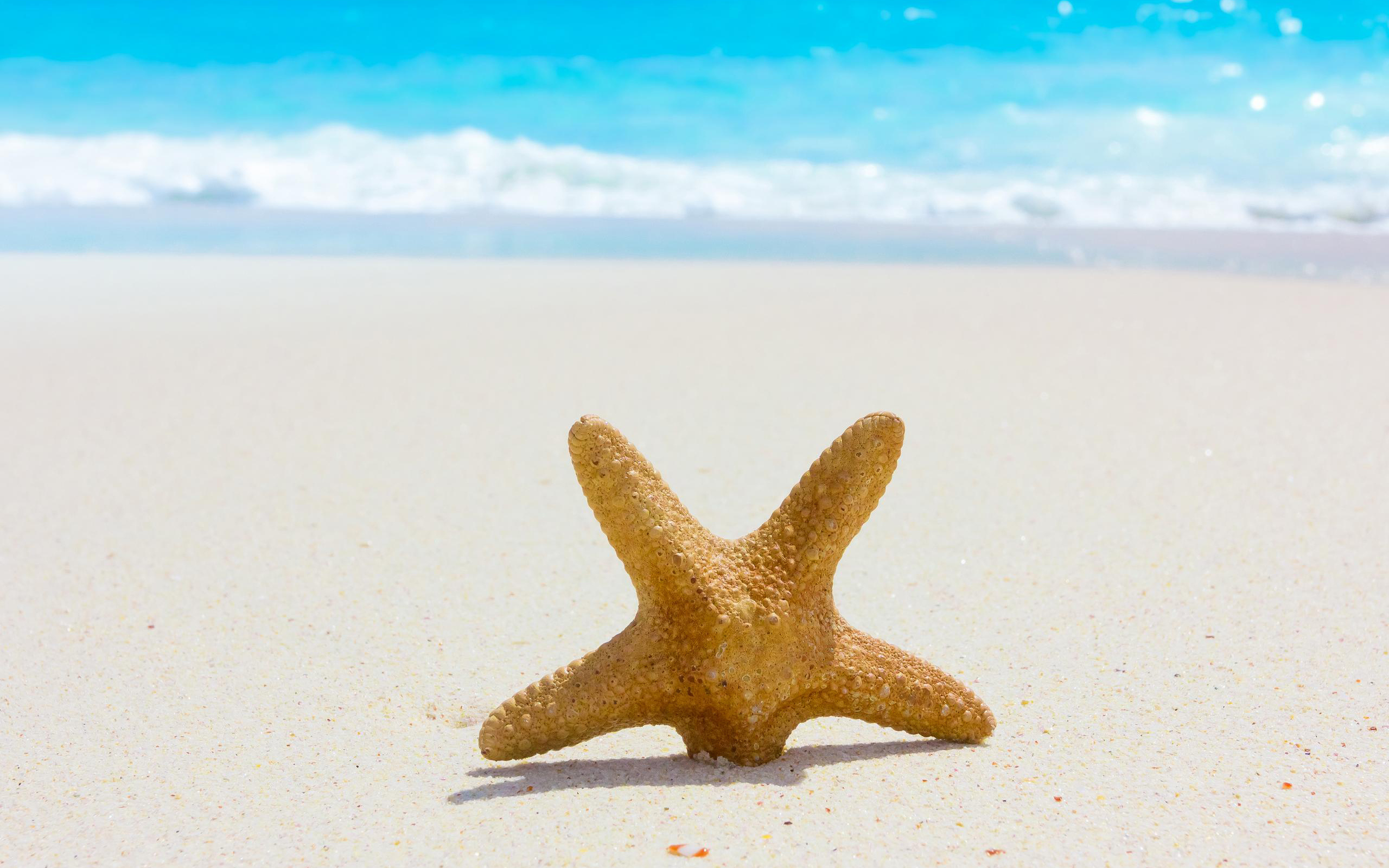 Море пляж морская звезда