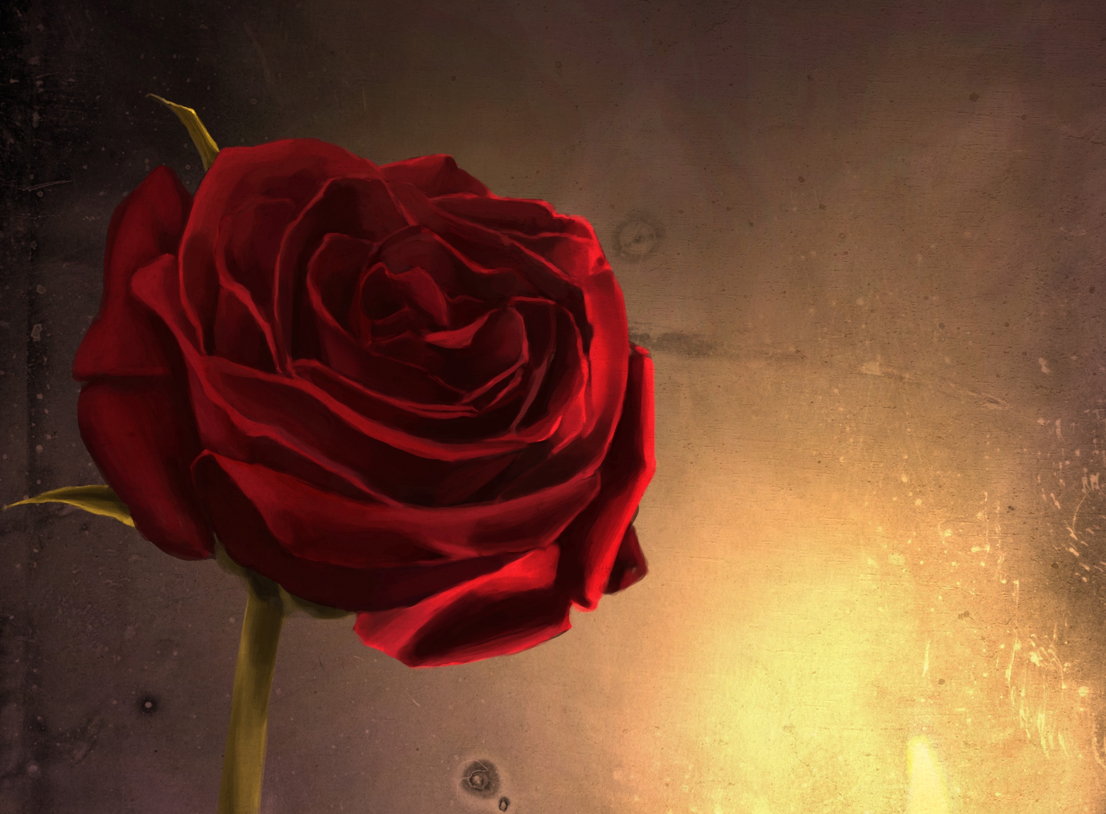 Красная роза на коричневом фоне