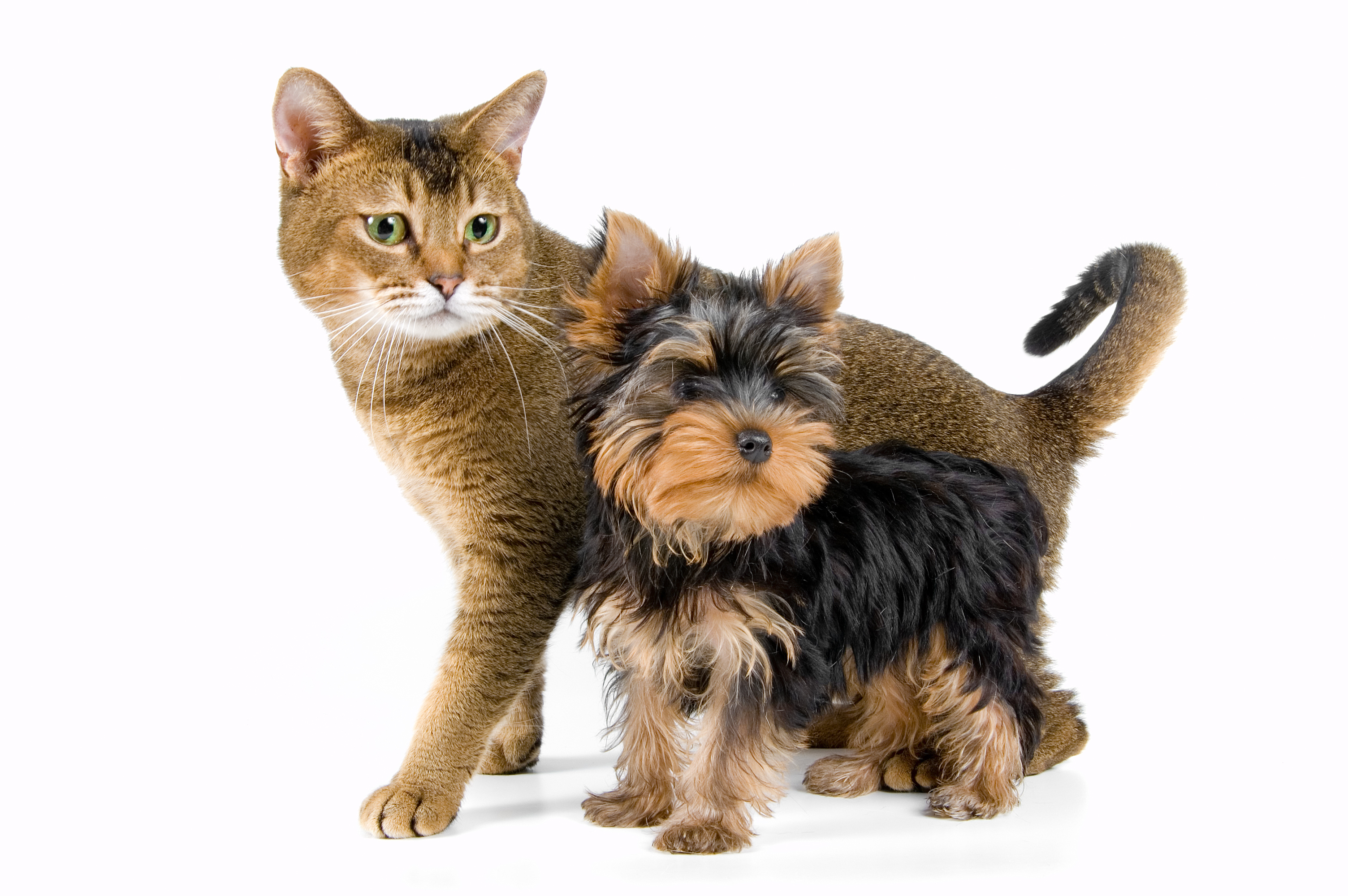 Фото и породы кошек и собак