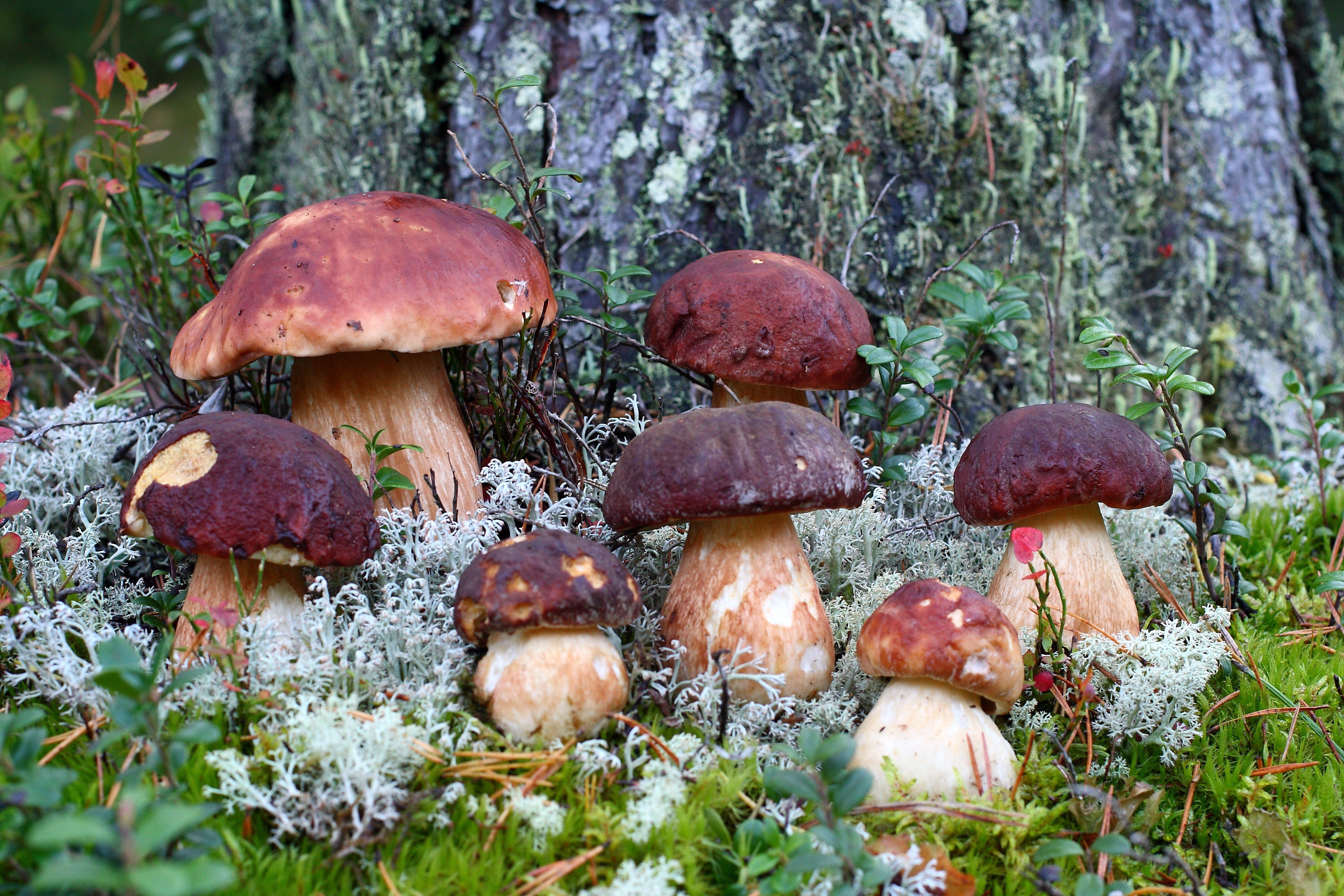 Заставки на рабочий стол грибы в лесу