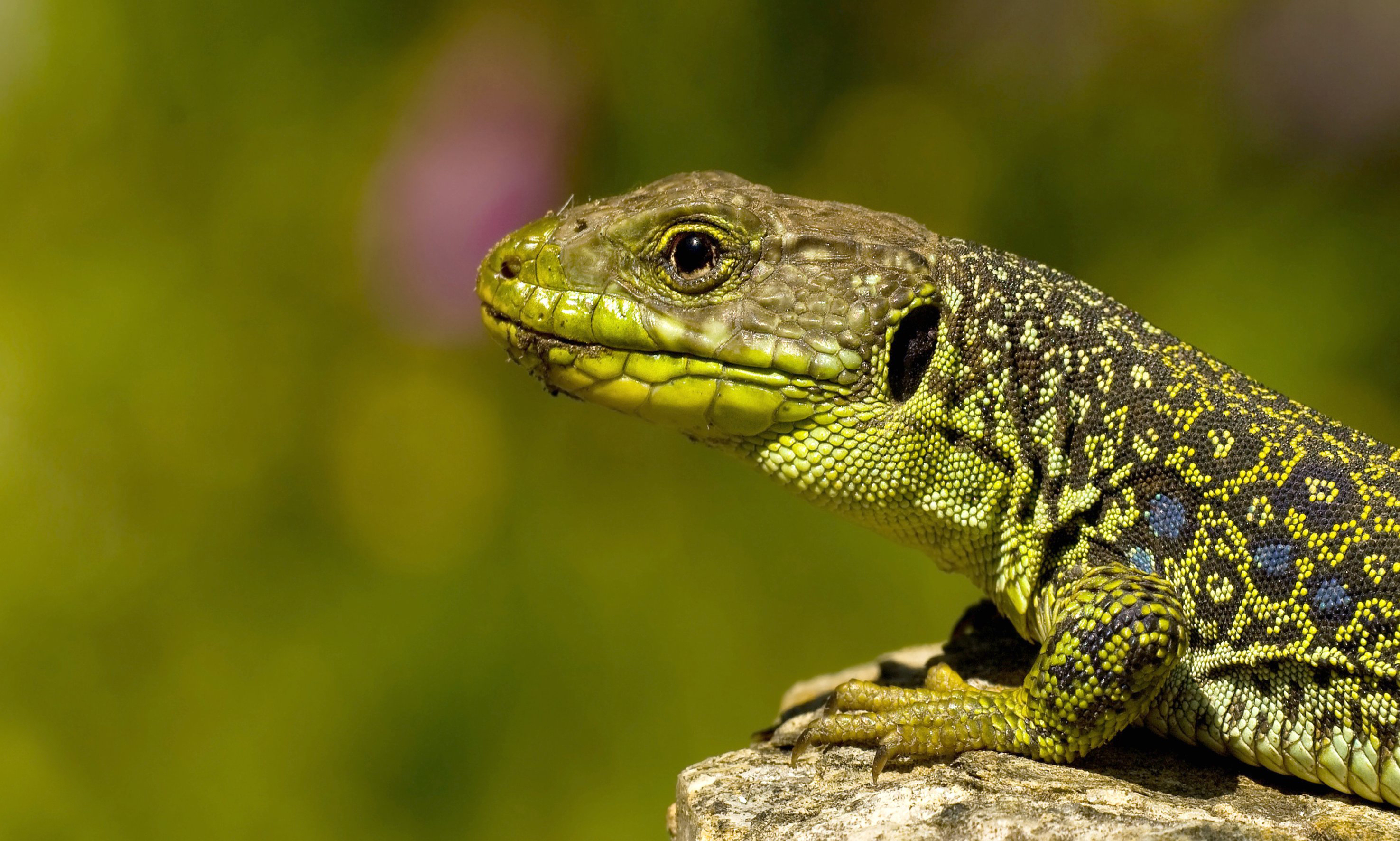 Reptile. Пресмыкающиеся Варан. Пресмыкающиеся ящерицы. Лизард ящерица. Чешуйчатые пресмыкающиеся.