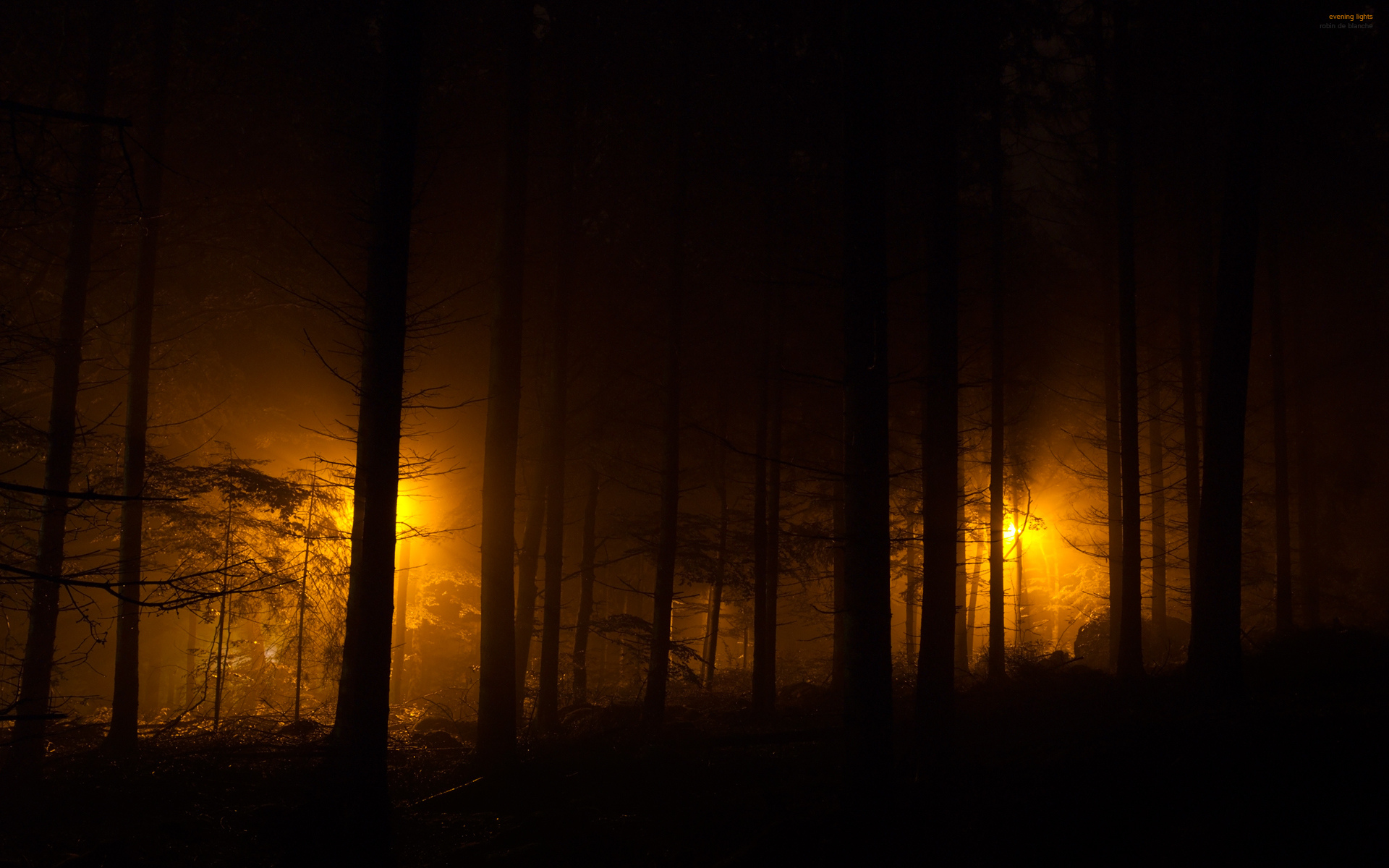 Огоньки в лесу