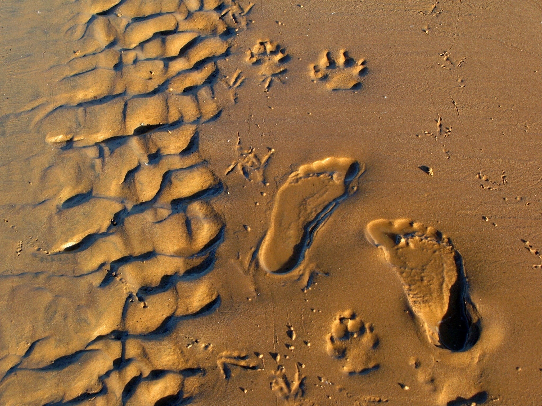 На песке остается след. Следы на песке. Следы на земле. Отпечаток на песке.