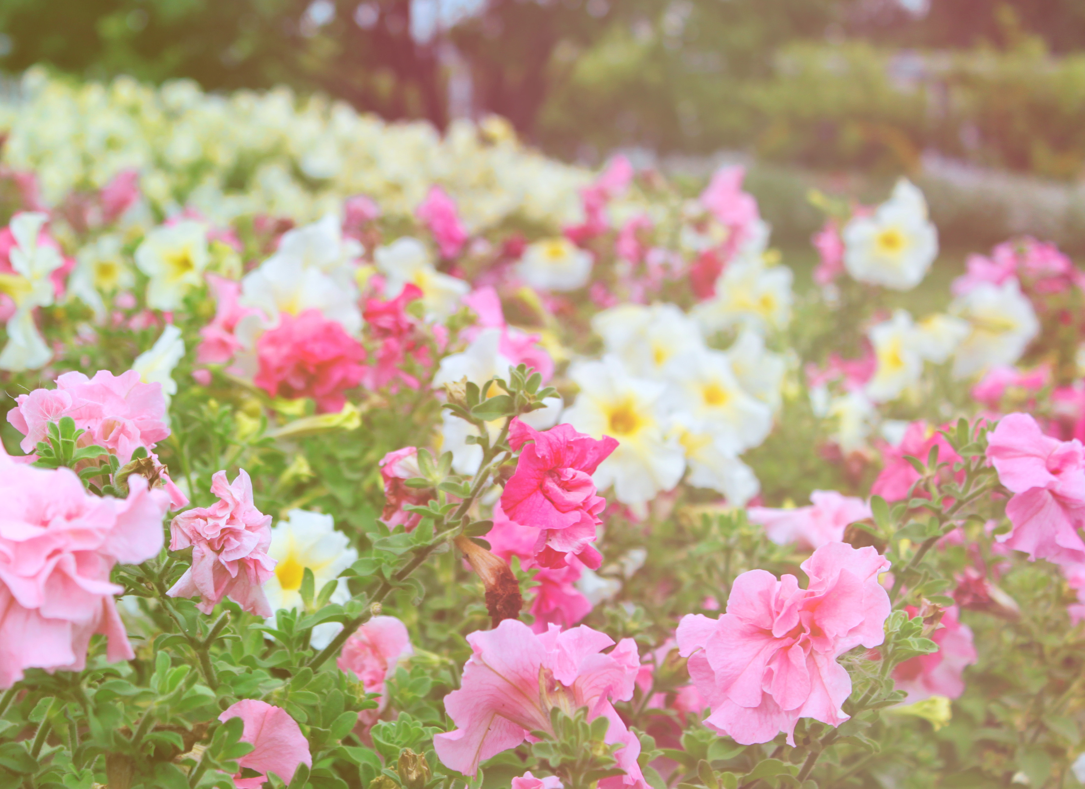Цветы садовые нежно розовые