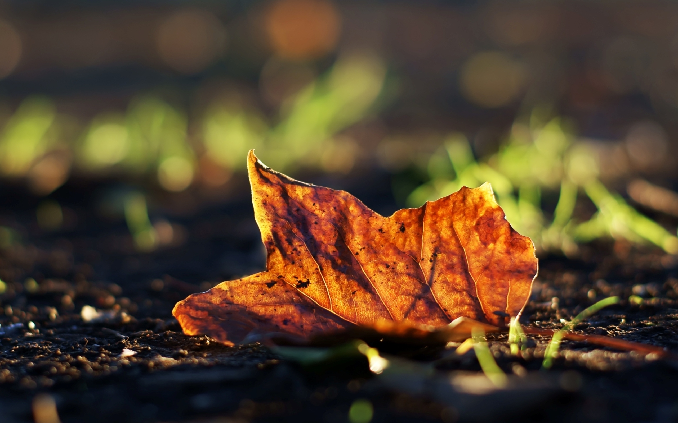 Осенние листья на земле макро