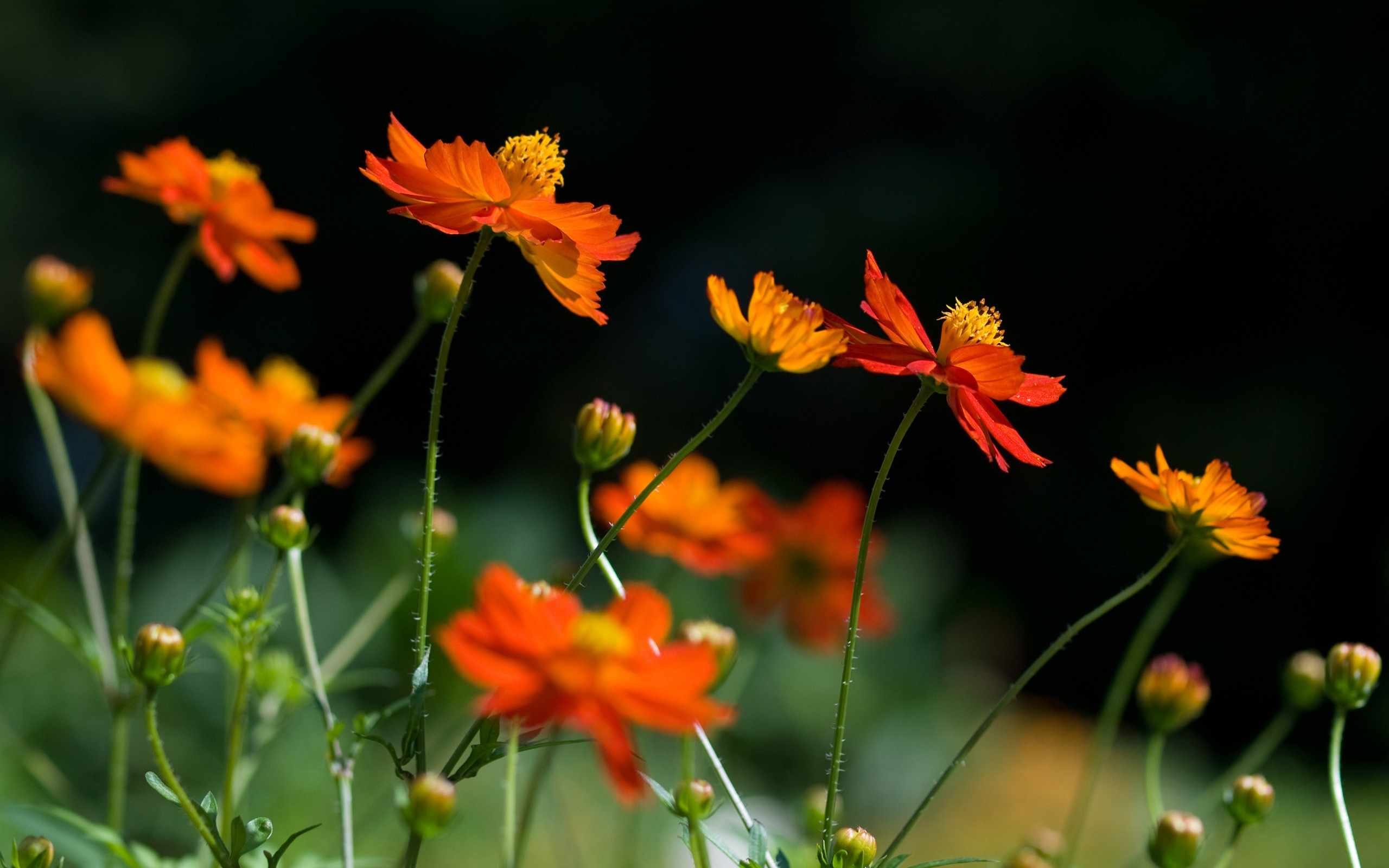 Orange flowers. Космея оранжевая. Космея китайская оранжевая. Космея цветок оранжевая. Космея желтая и оранжевая.