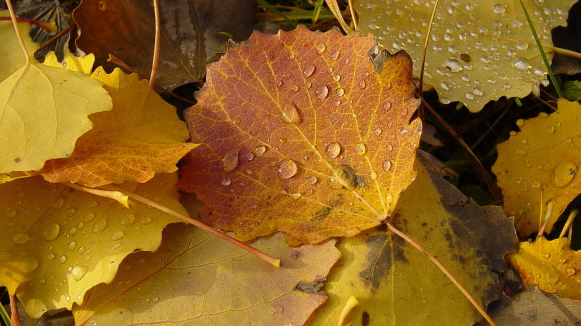 Фото осенних листьев