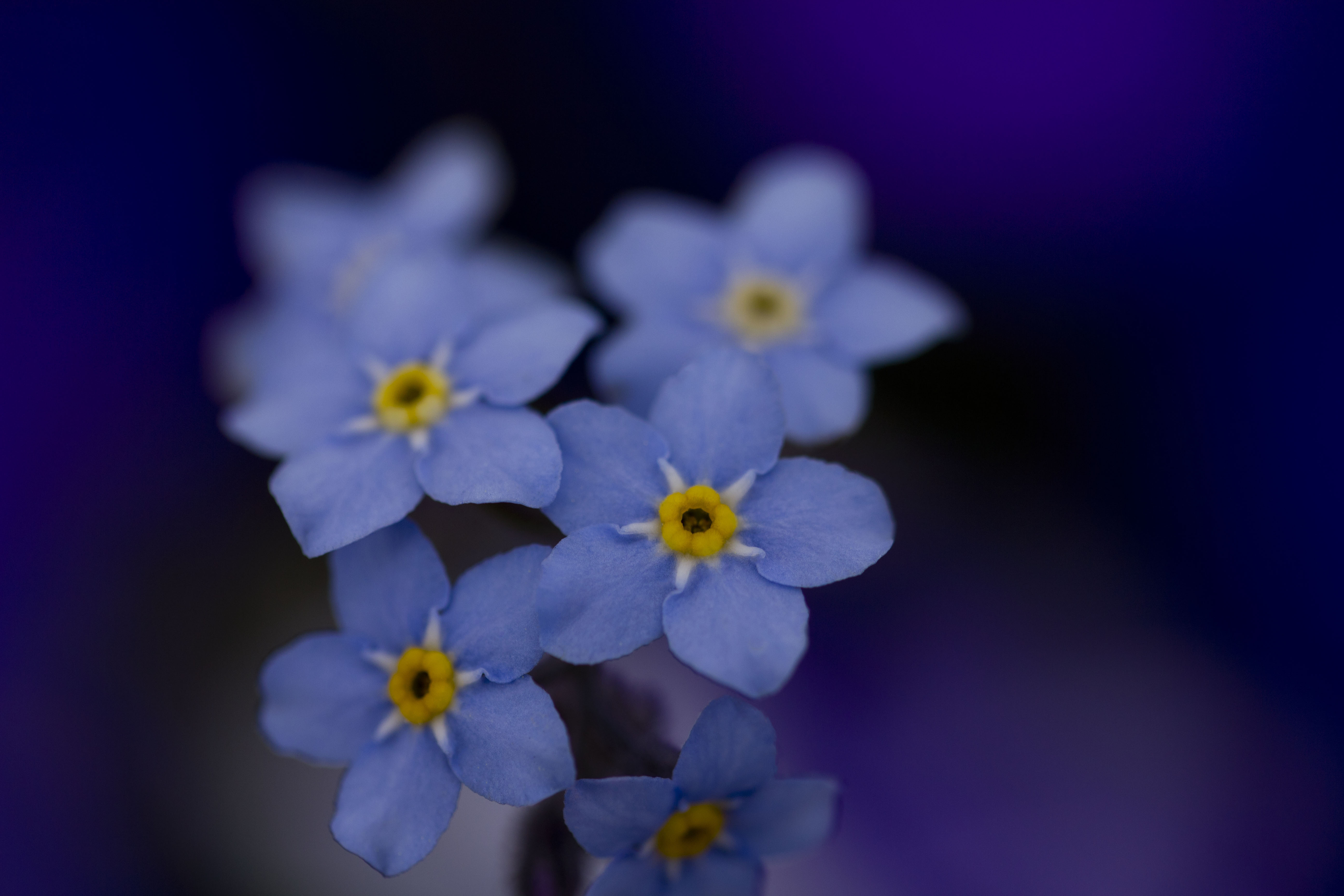 Картинка Незабудки, цветы, голубые, синие, макро, растения HD фото, обои для рабочего стола