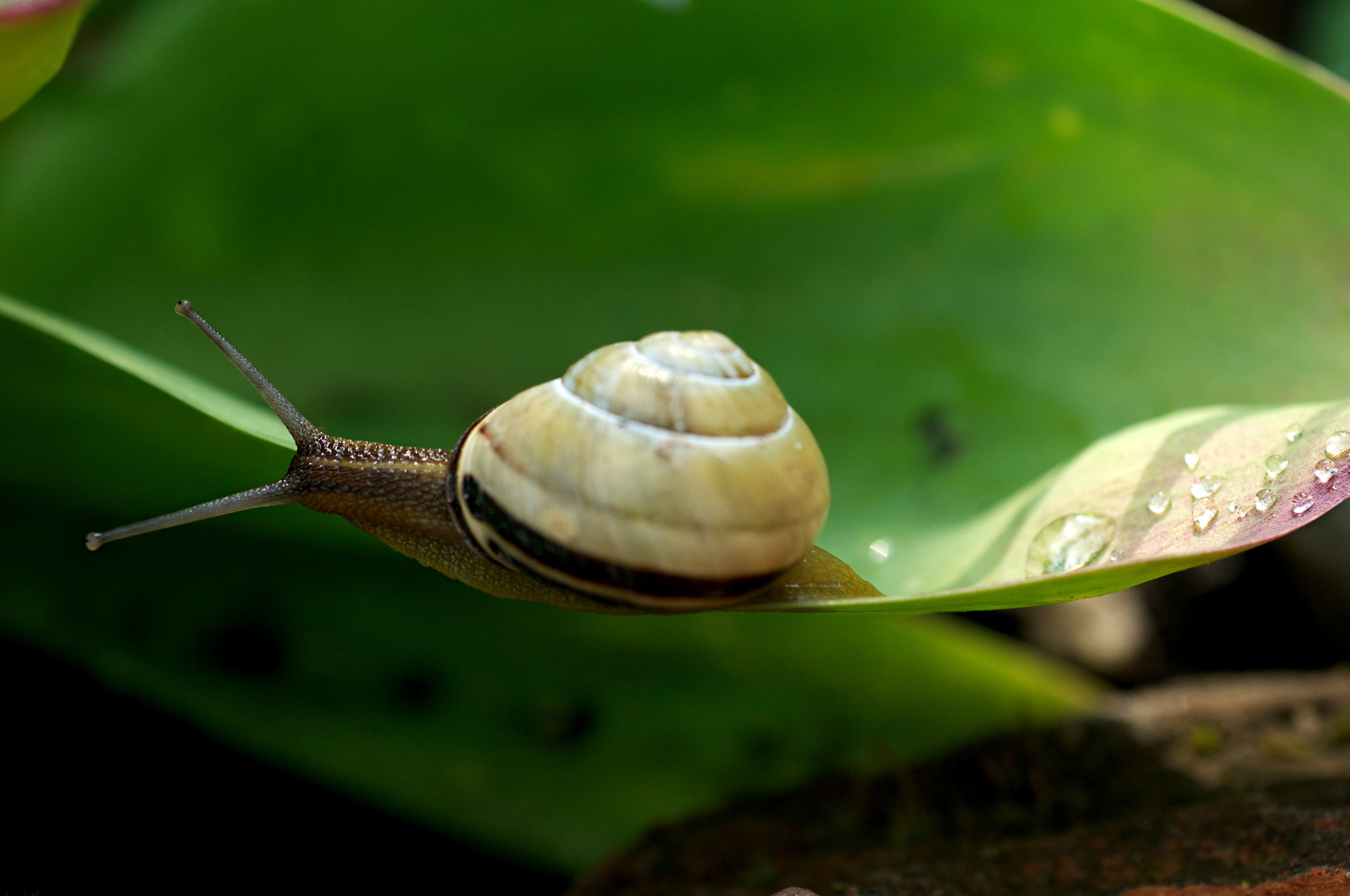 Улитка Priotrohatella stellata