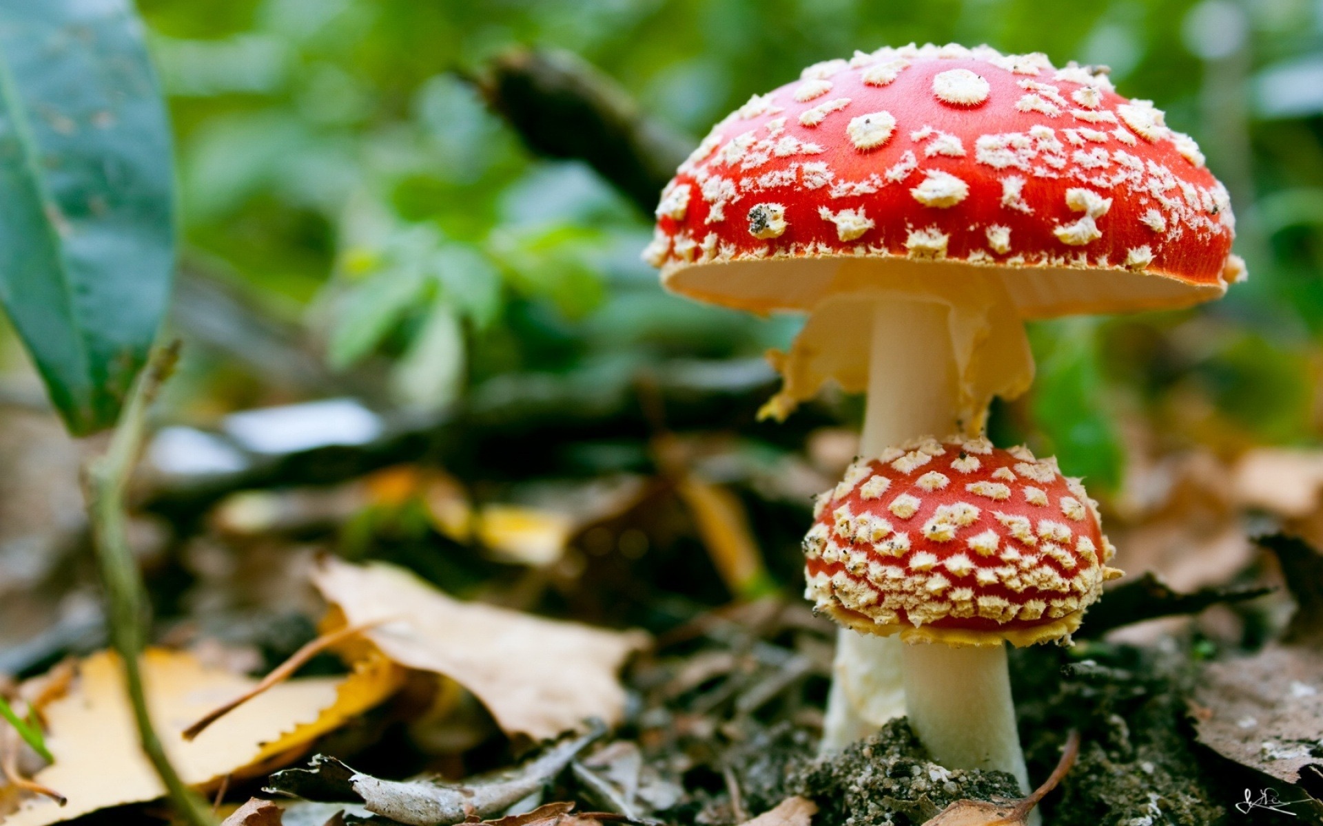 Мухомор ядовитый гриб. Несъедобные грибы мухомор. Гриб Amanita Exitialis. Ядовитые грибы в ПМР. Мухомор симбиоз.