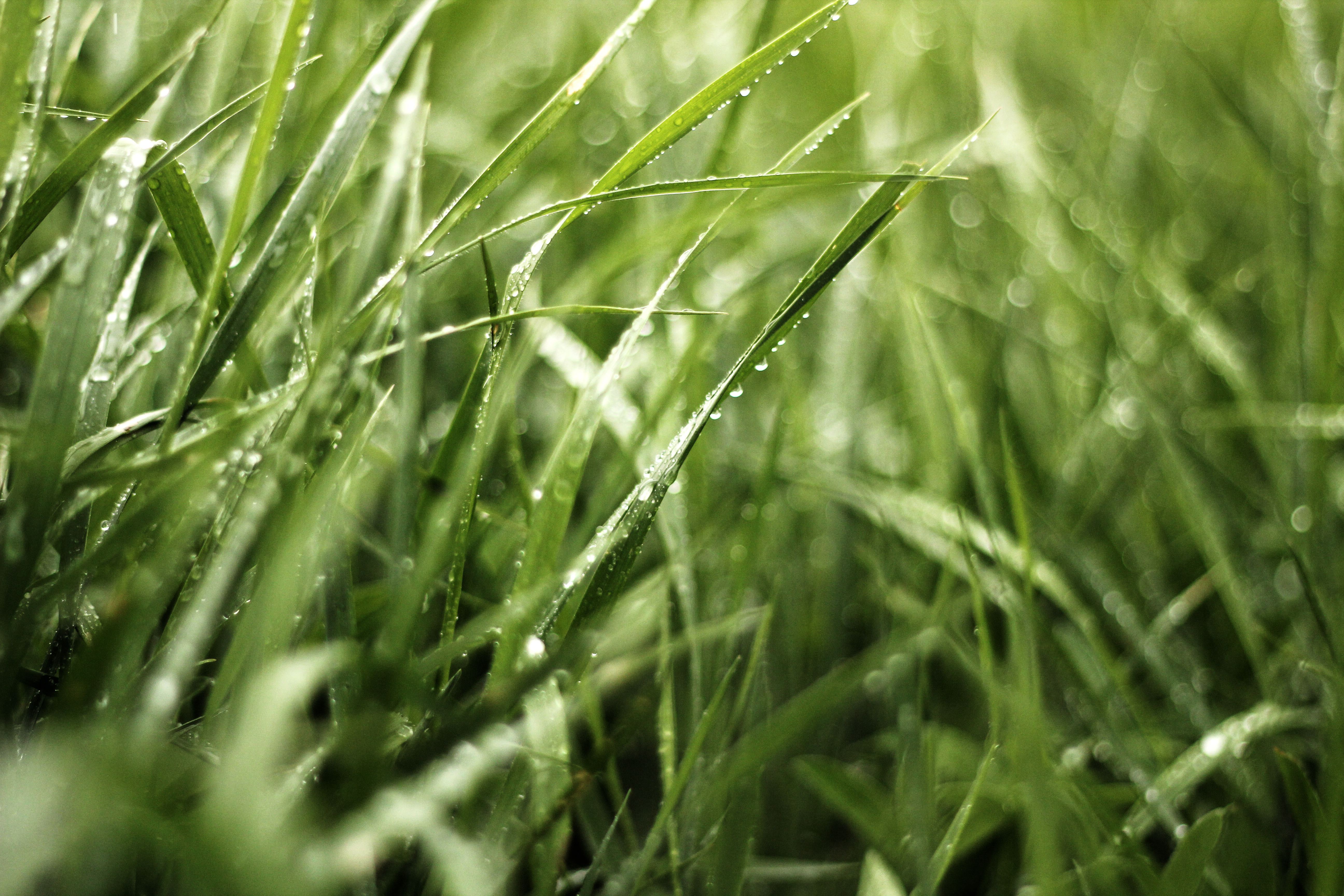 Роса на траве