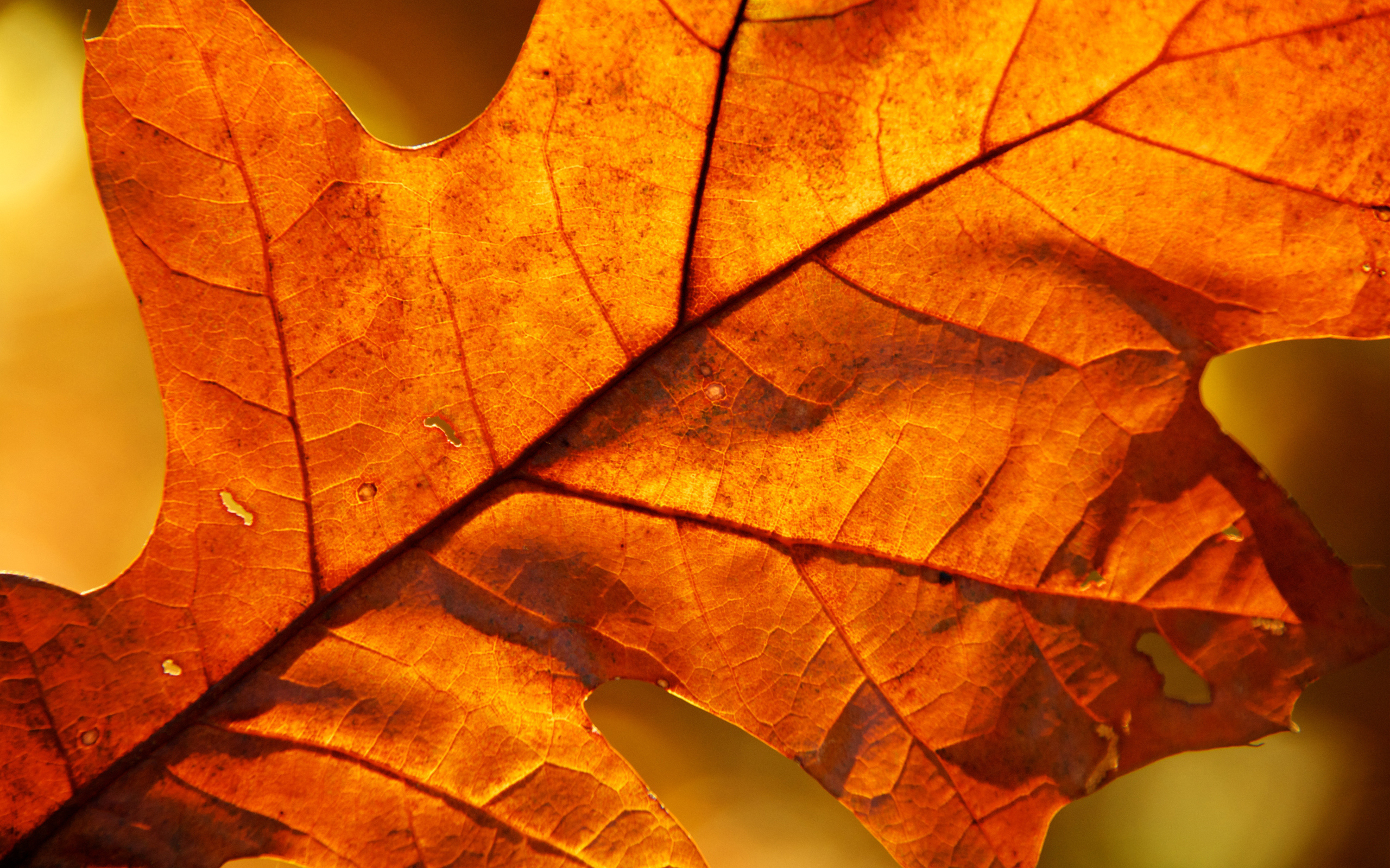 Осенние листья макро