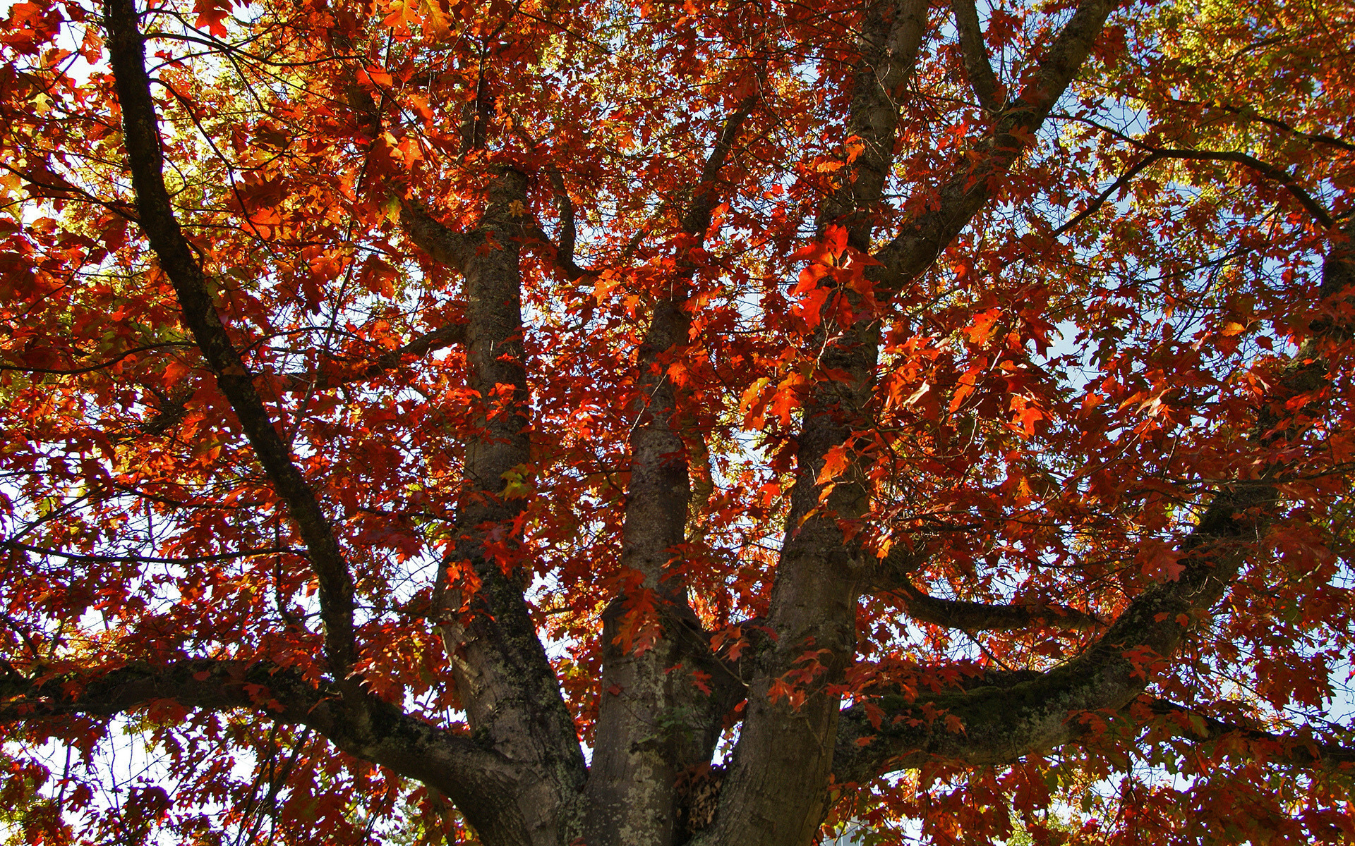 Осенняя листва дуба
