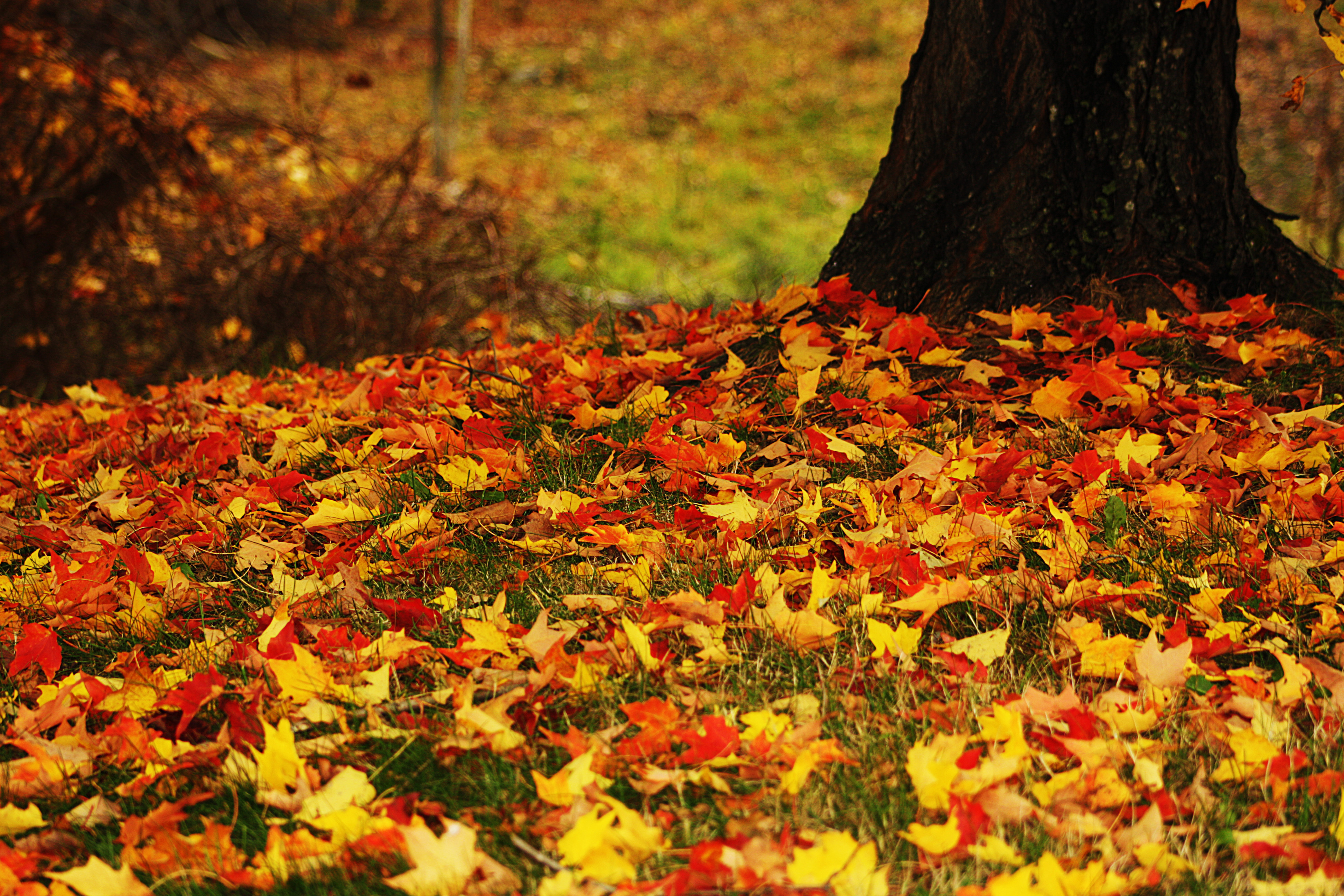 Опавшие листья в парке