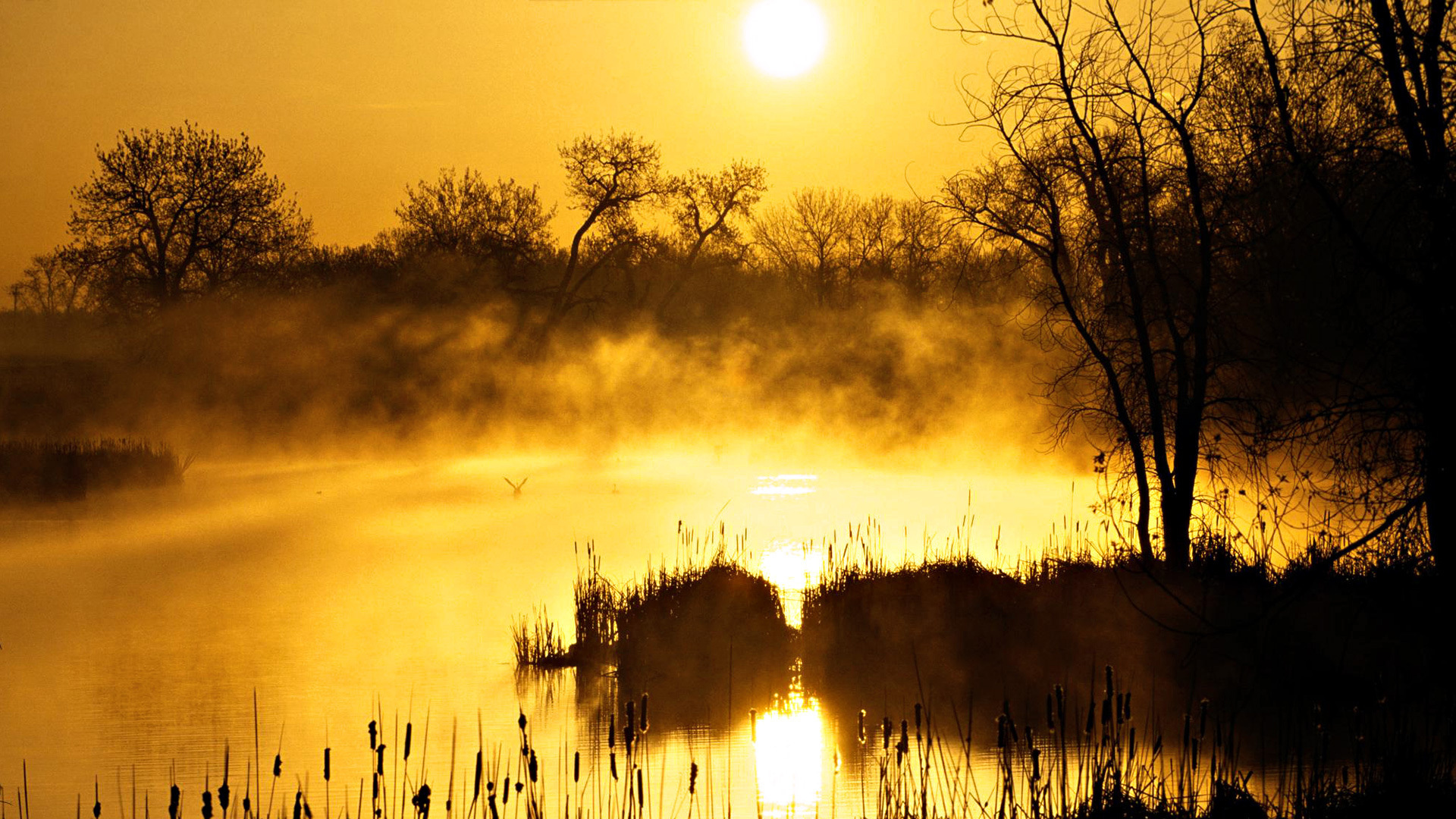 Восход на болоте