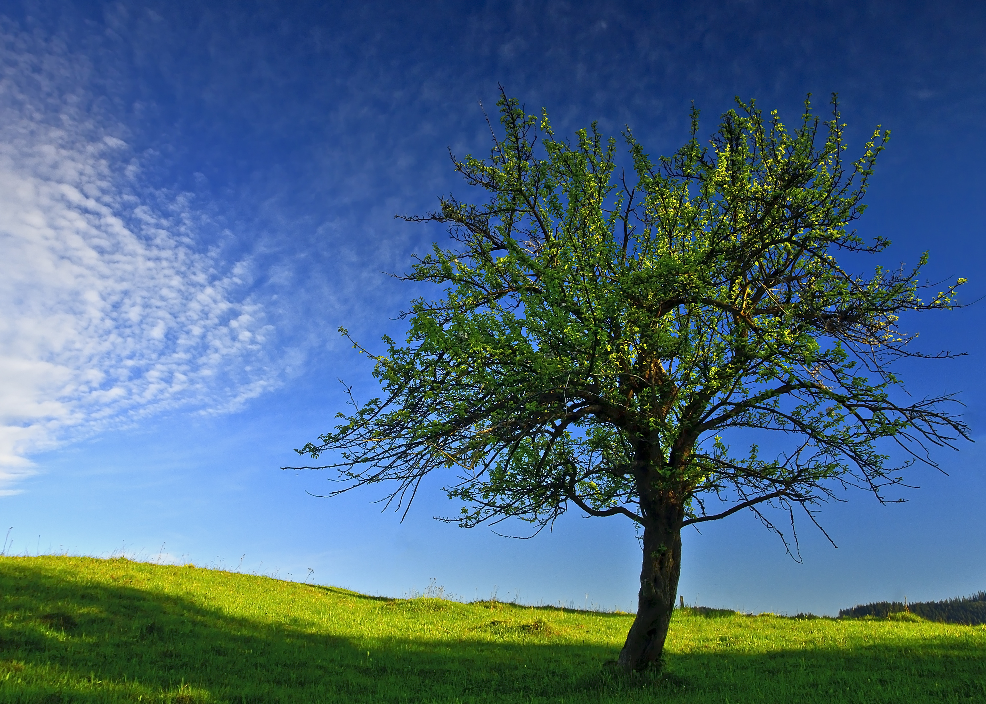 Tree picture. Деревья. Летнее дерево. Деревья весной. Красивое дерево.