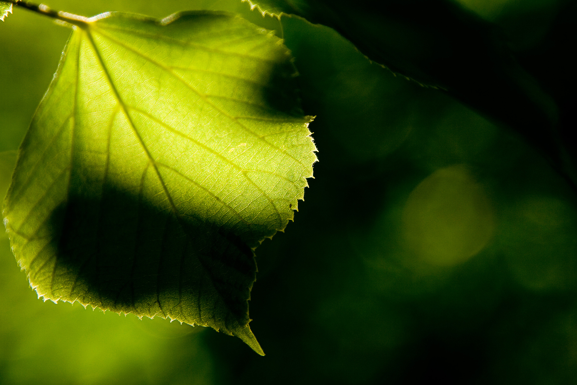 Зеленый лист макро