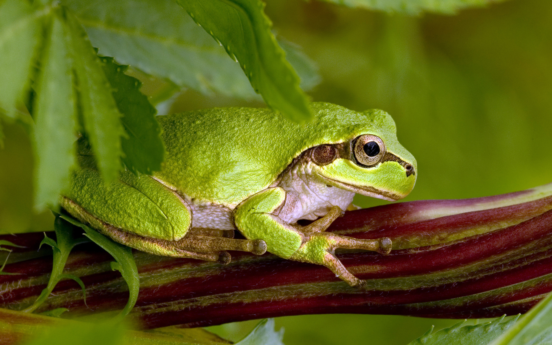 Frog. Лягушка Радужная Грин Фрог. Ярко зеленая лягушка. Ярко зеленая жаба. Лягушка зеленого цвета.