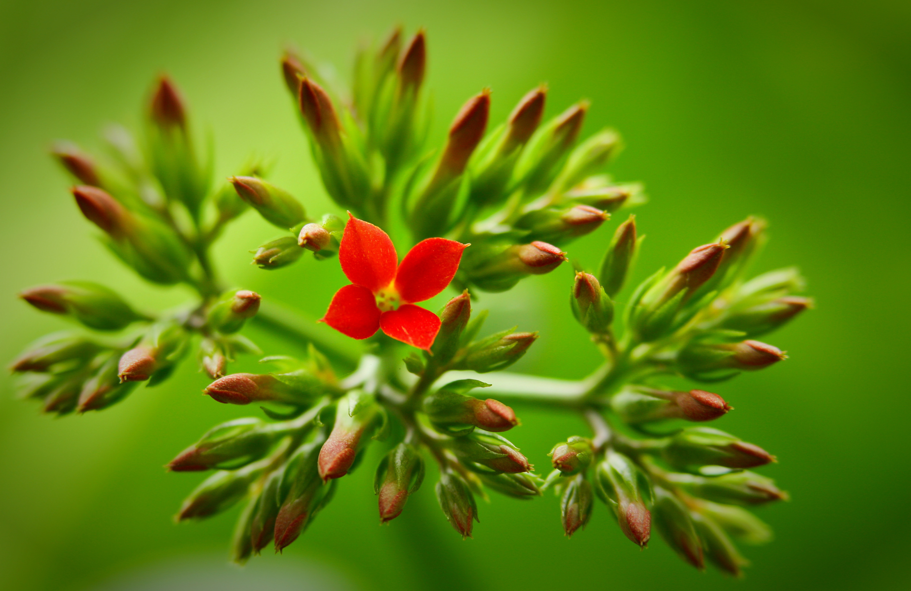 Flower на русском. Цветок Сиона. Зелень цветы. Заставка на рабочий стол растения. Цветущая зелень.