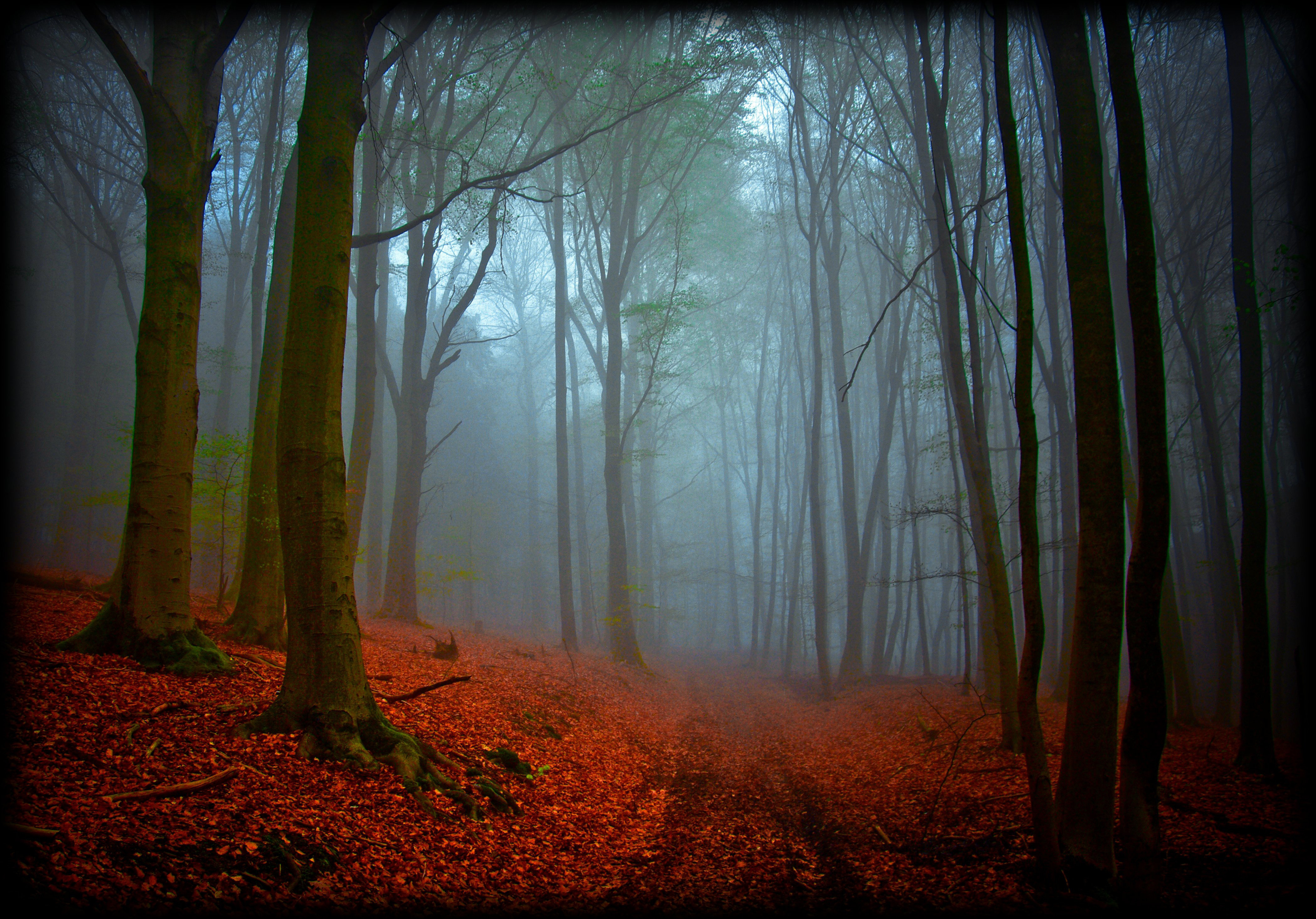 Шварцвальд (the Black Forest), Германия