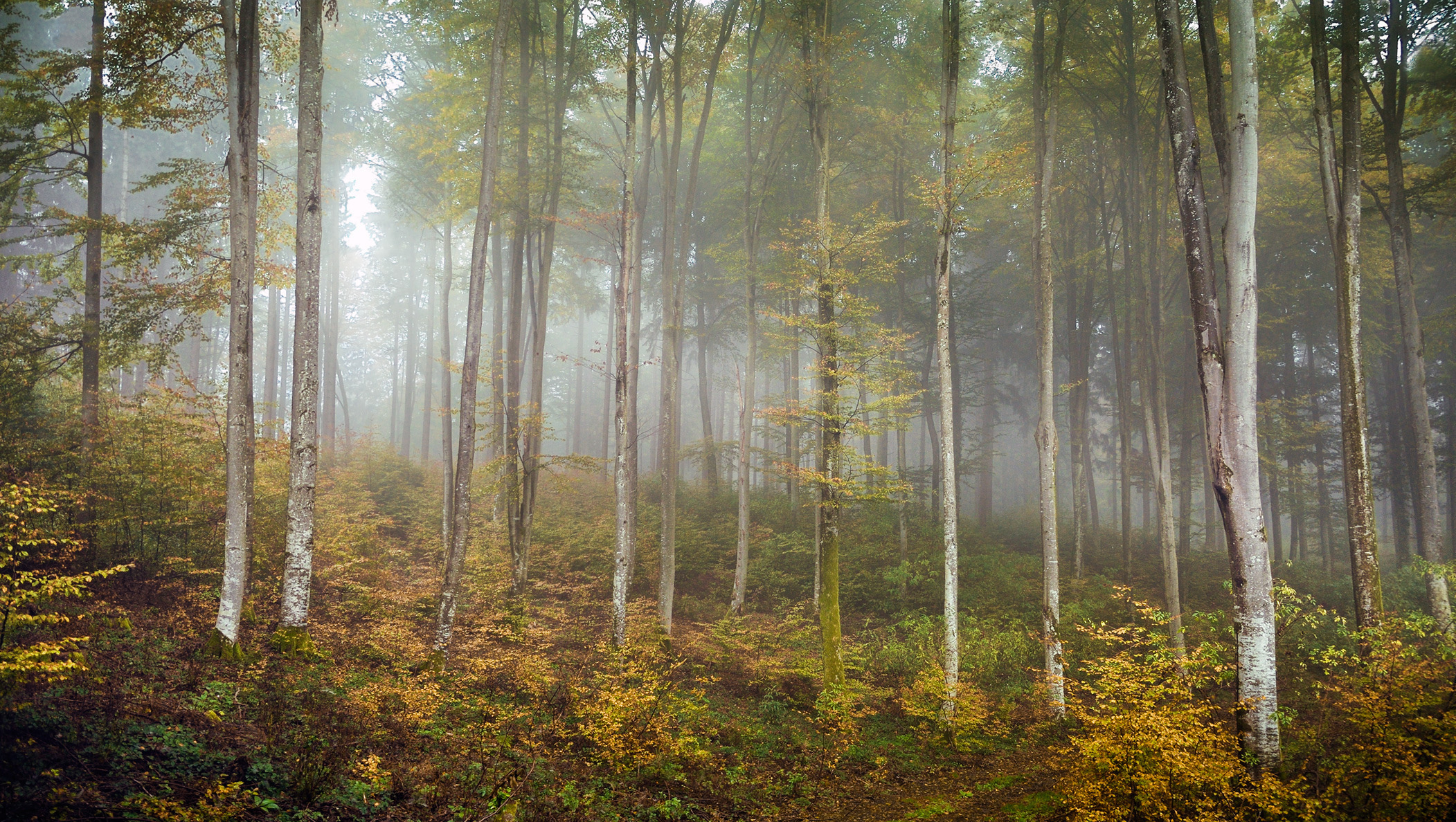 Панорама леса туман