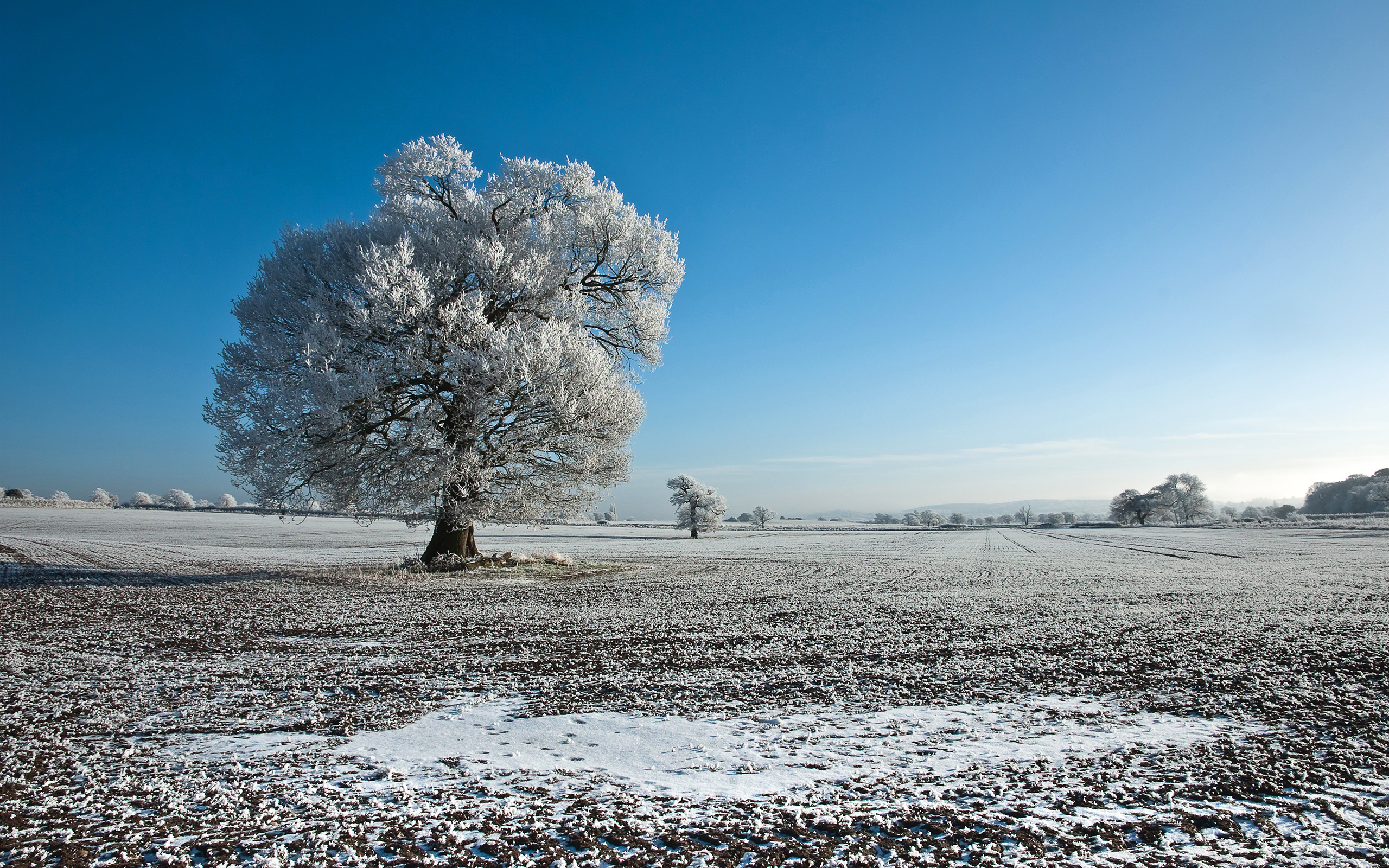 Снежные деревья в поле