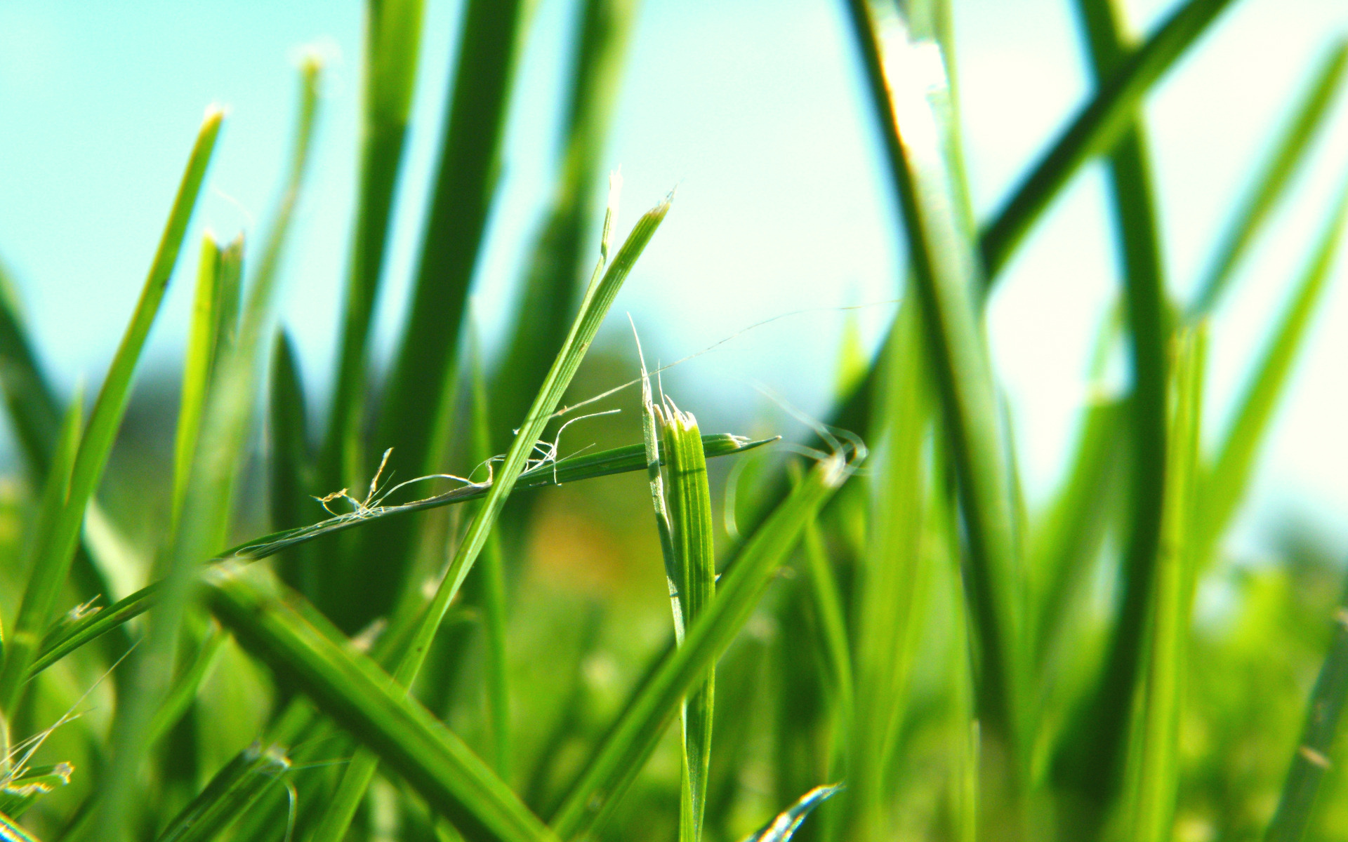 Зеленая трава фото в высоком качестве