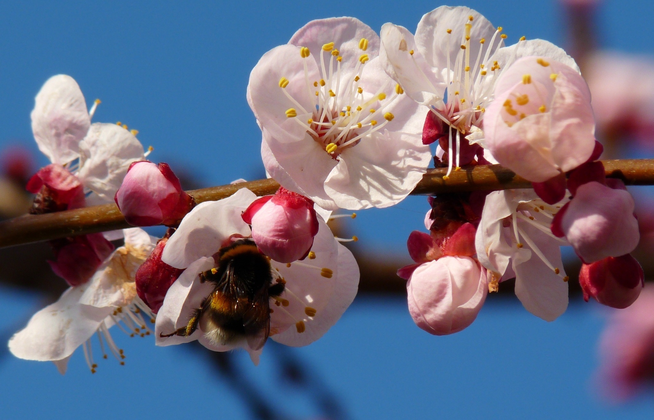 Цветет абрикос и пчела