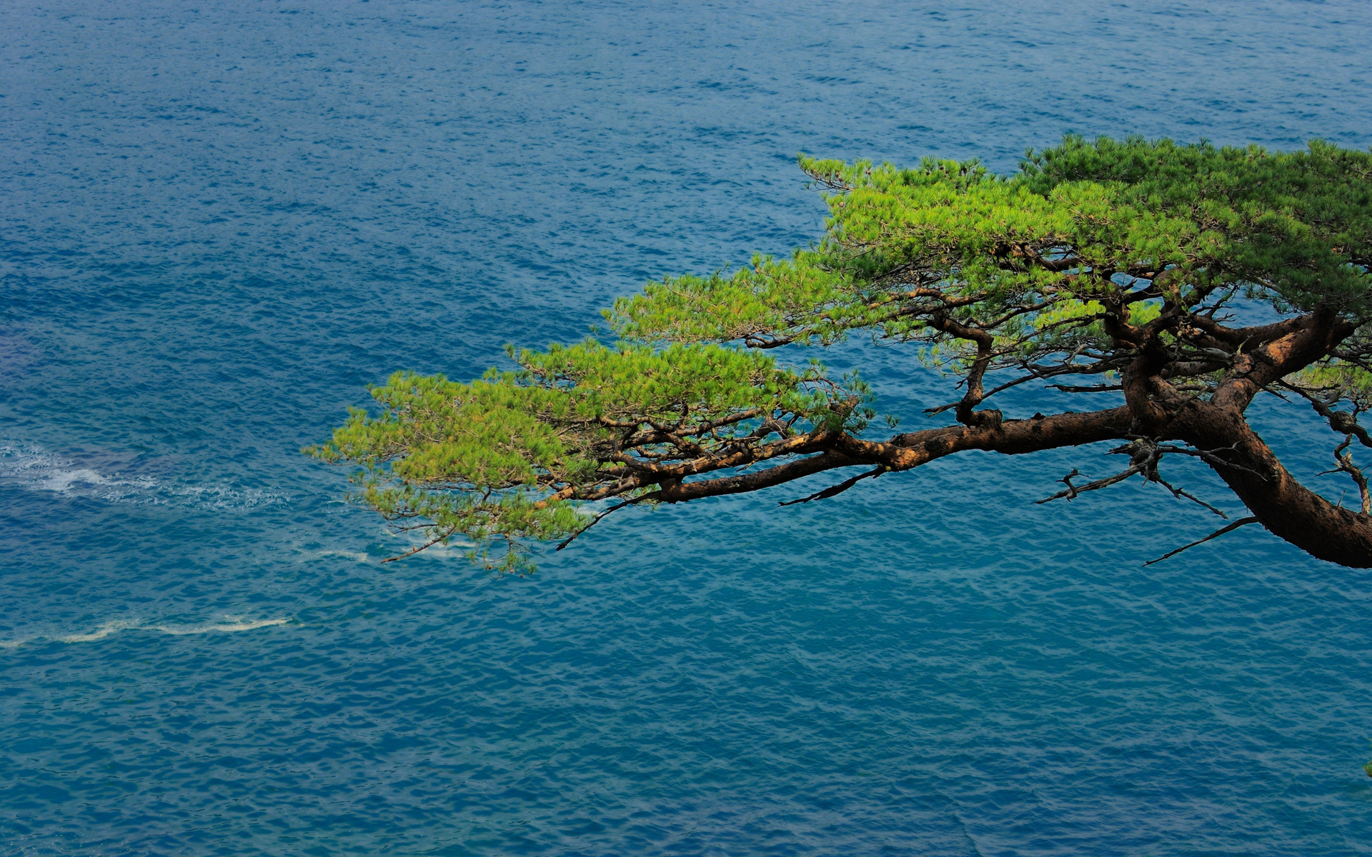 Деревья растущие у моря