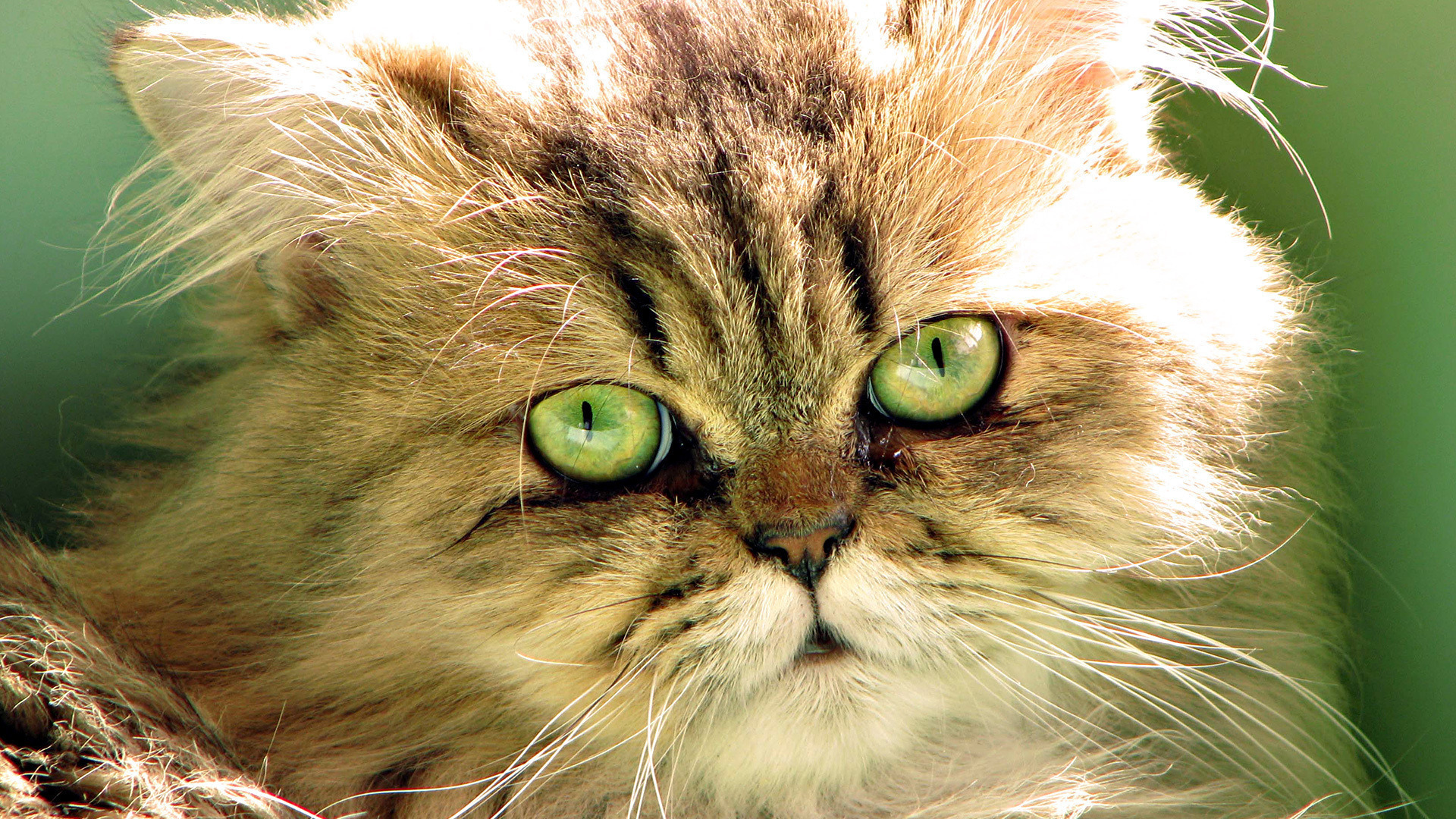 Пушистая кошка с зелеными глазами