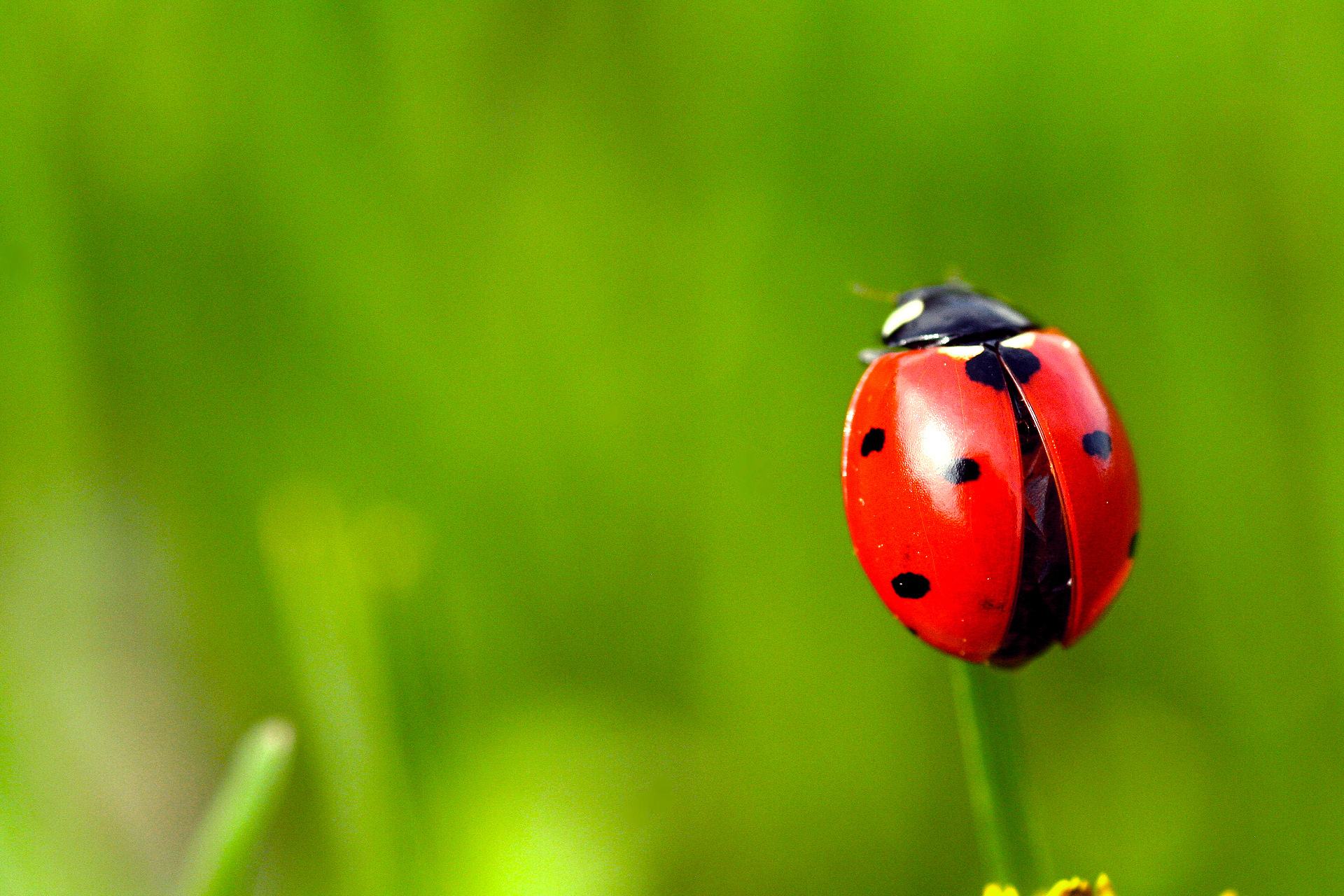 Картинка божьей коровки. Австралийская Божья коровка. Ladybug Божья коровка. Божьи коровки Божьи коровки. Заставка на рабочий стол Божья коровка.