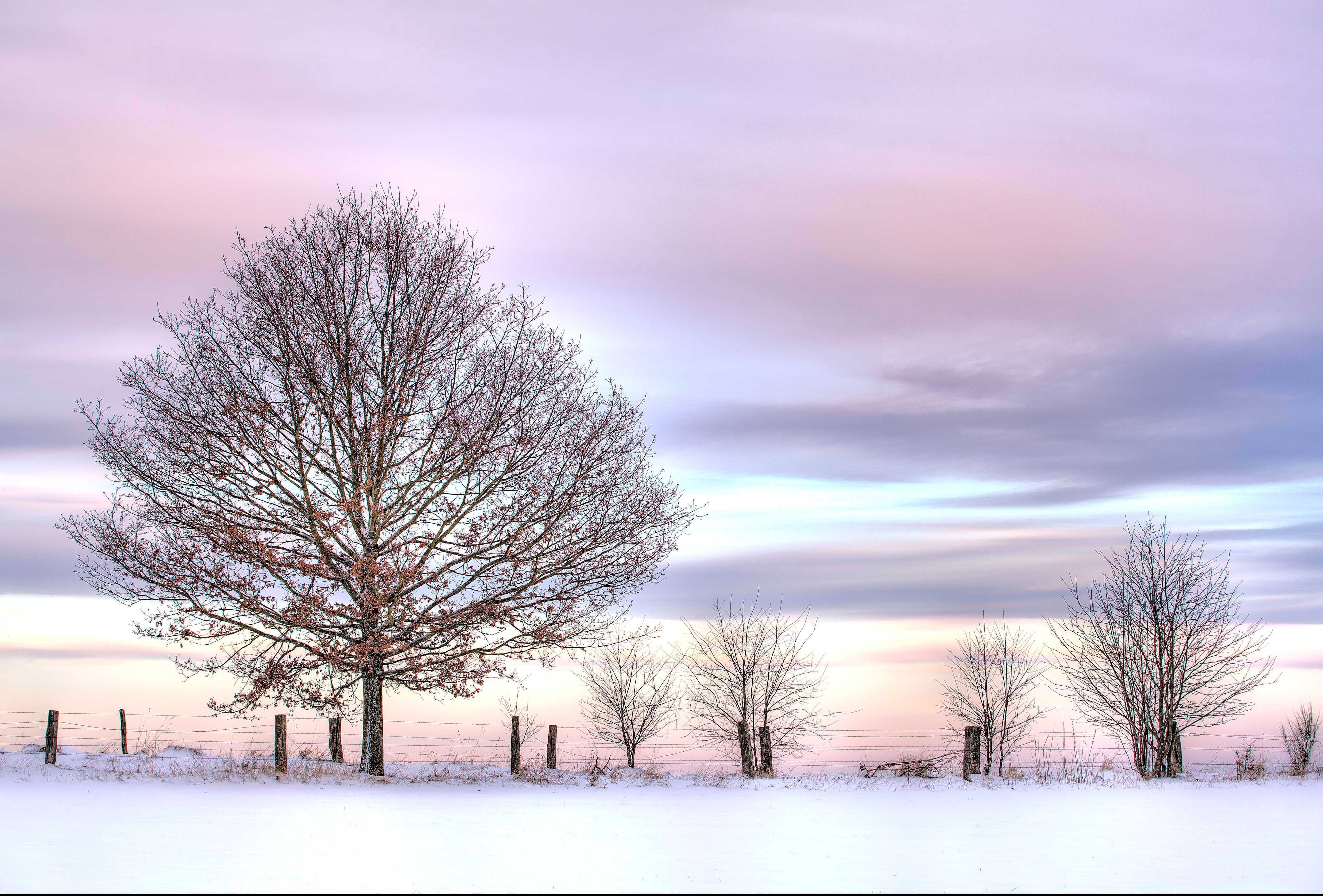 Деревья зимой