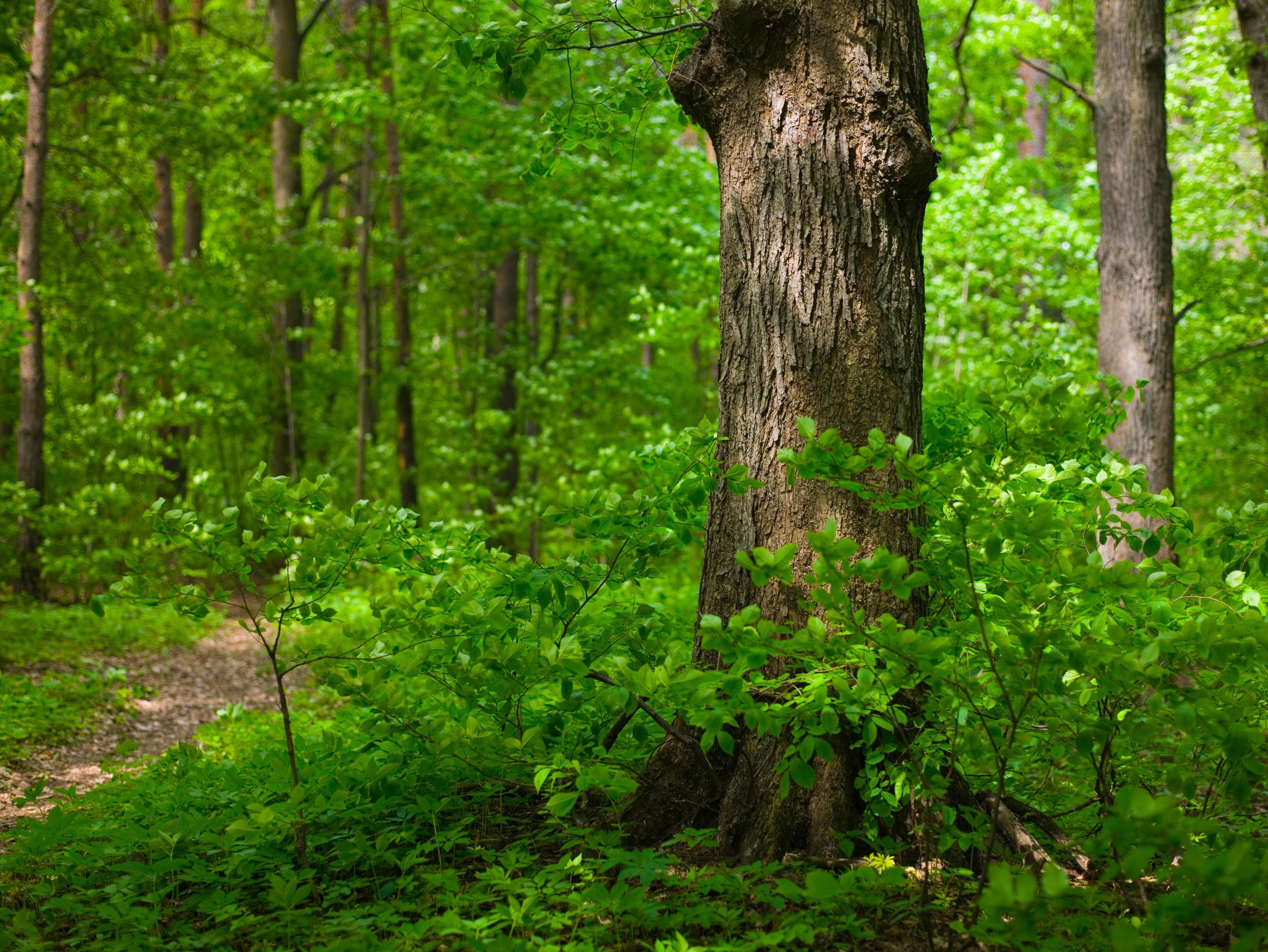 Forest picture. Широколиственные леса Дубрава. Широколиственный лес летний. Деревья лиственного леса леса. Кустарники широколиственного леса.