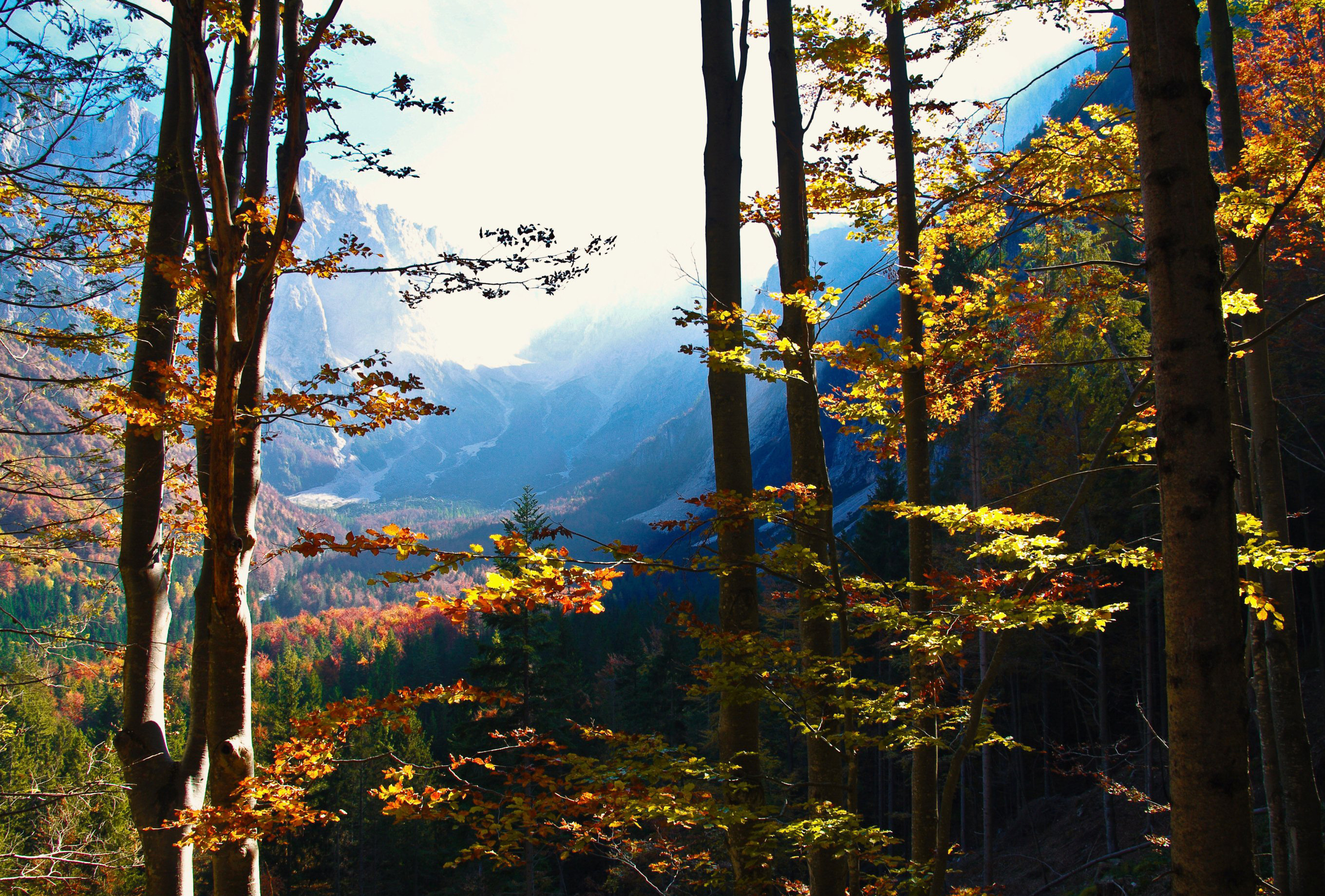Осенний горный лес Паустовский