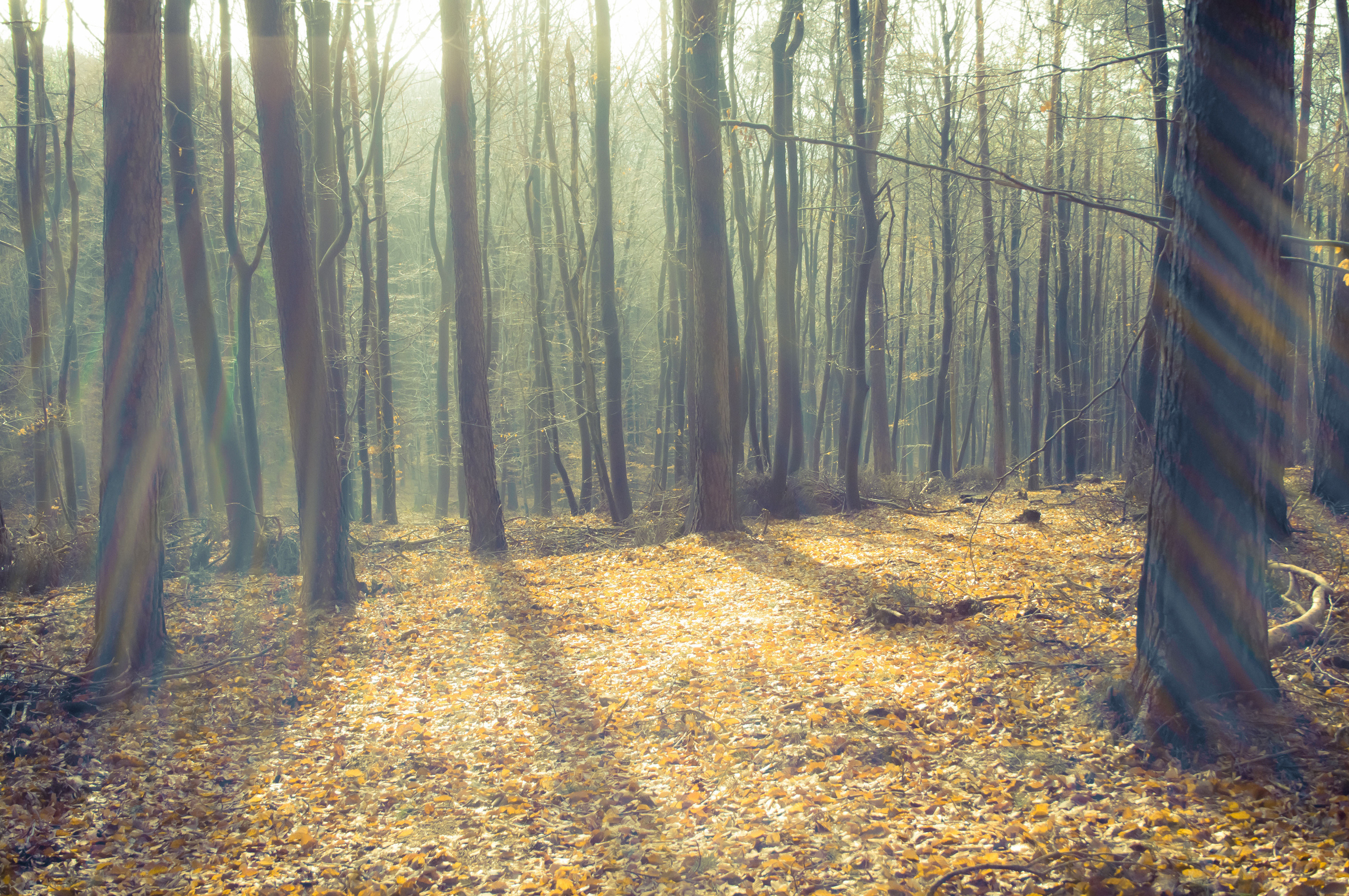 Forest background. Лес. Светлый лес. Пустой лес. Фон леса.