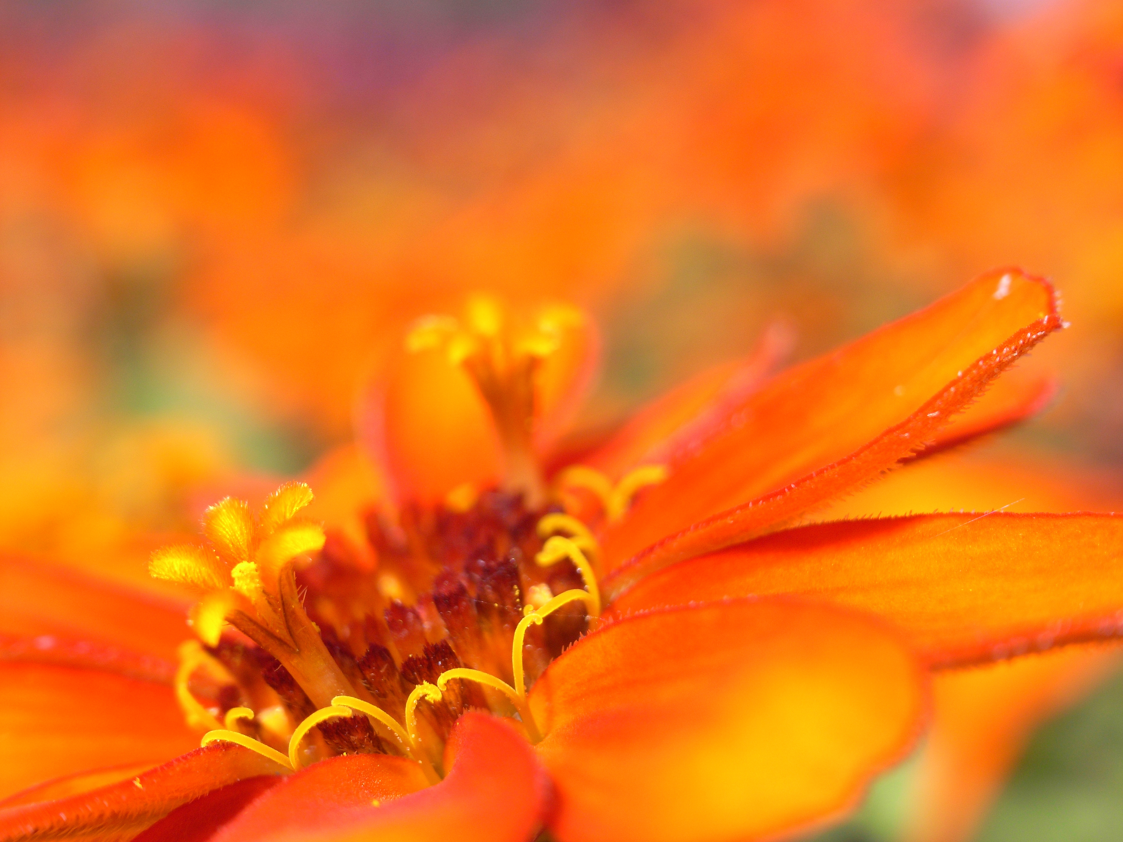 Orange flowers. Оранжевые цветы. Красивые оранжевые цветы. Желто оранжевые цветы. Цветы макро.