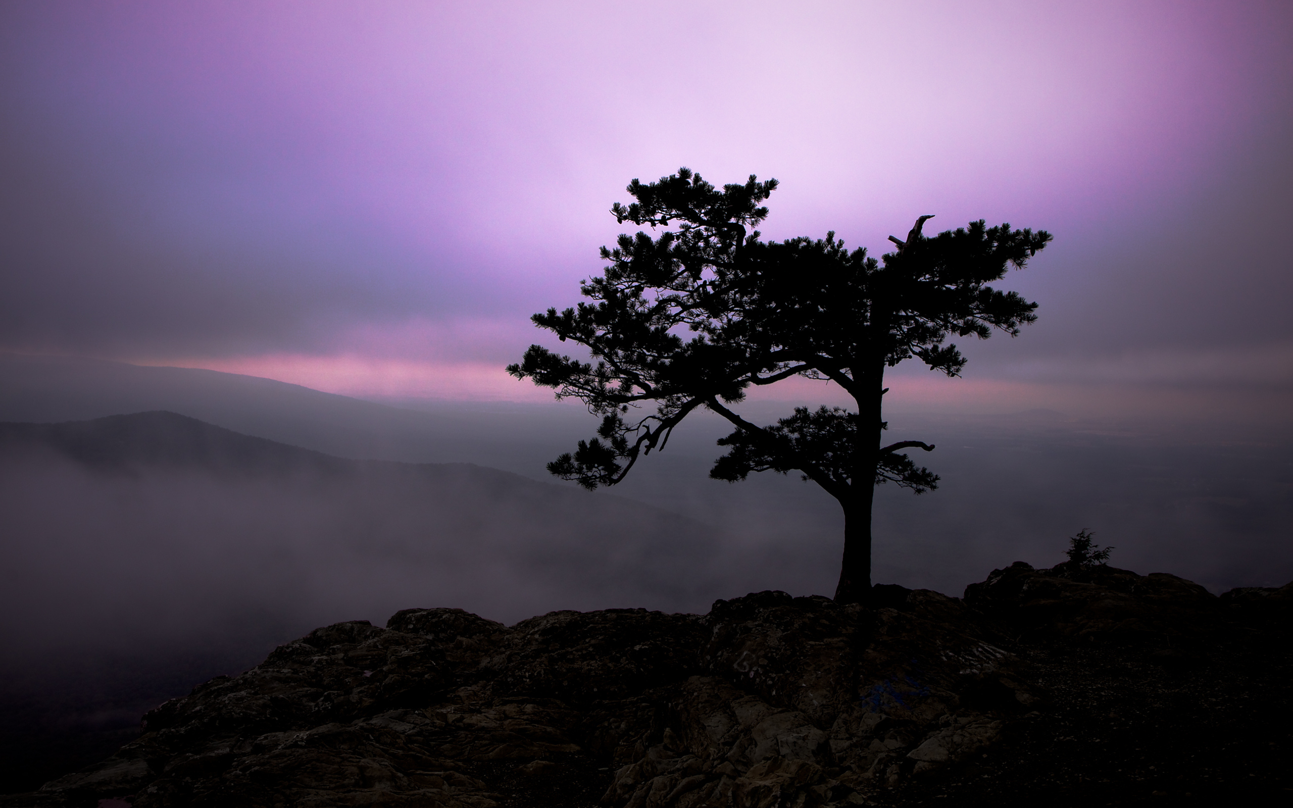 Одинокое дерево на горе
