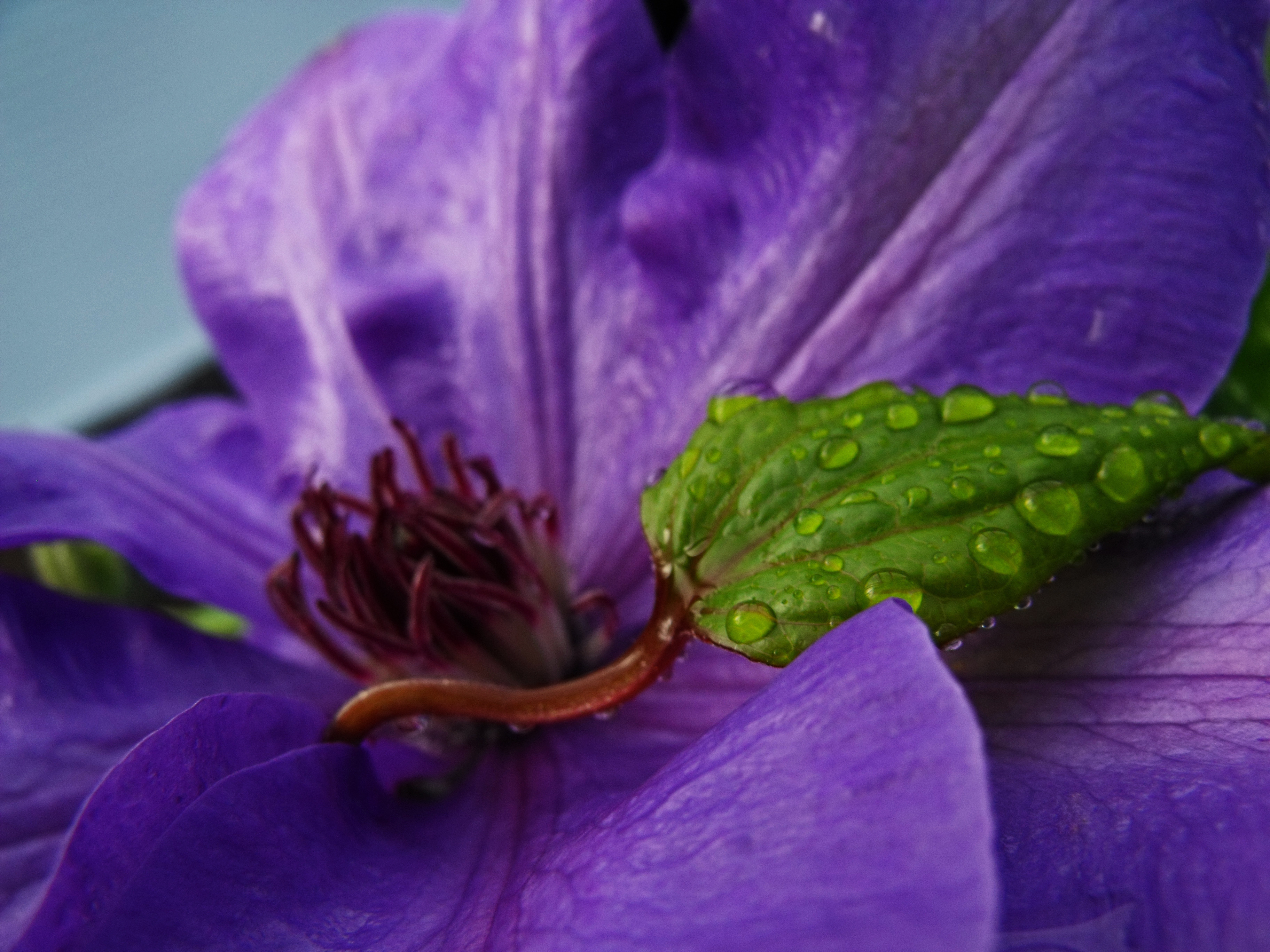 Cactus Jack Purple. Green & Purple. Purple Green White. Картинка фиолетовый n[boybr.