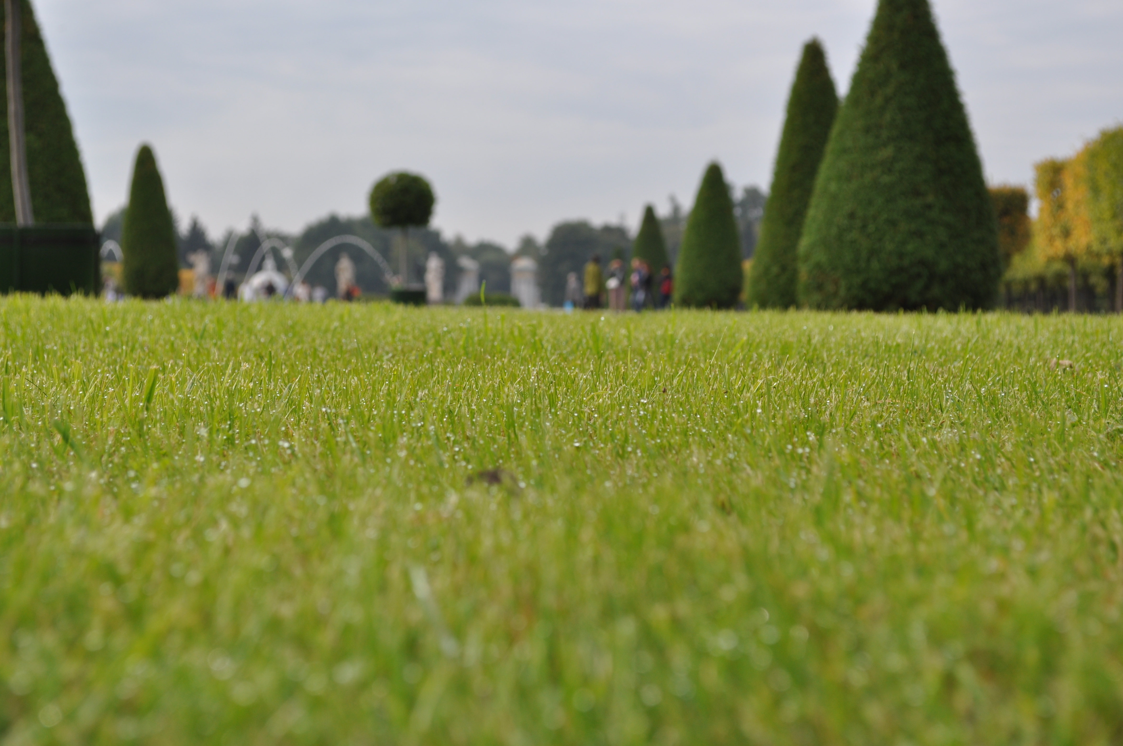 Город травы. Газон Lawn Park. Парк трава. Трава в парке. Газон для визуализации.