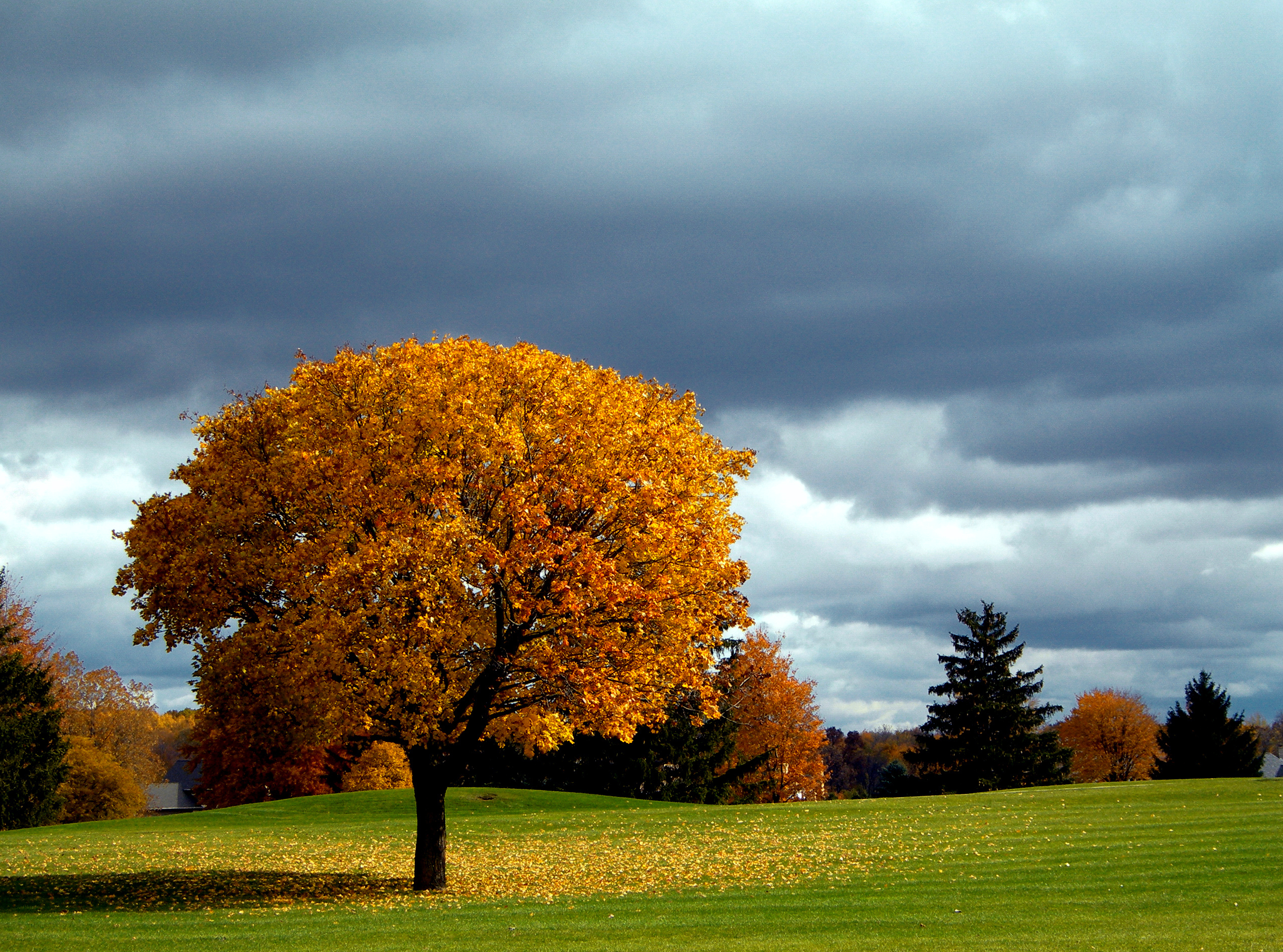 Best trees. Картинки на рабочий стол осень. Осенние деревья на Поляне. Пег осеннее дерево. Деревья осенью части деревьев.