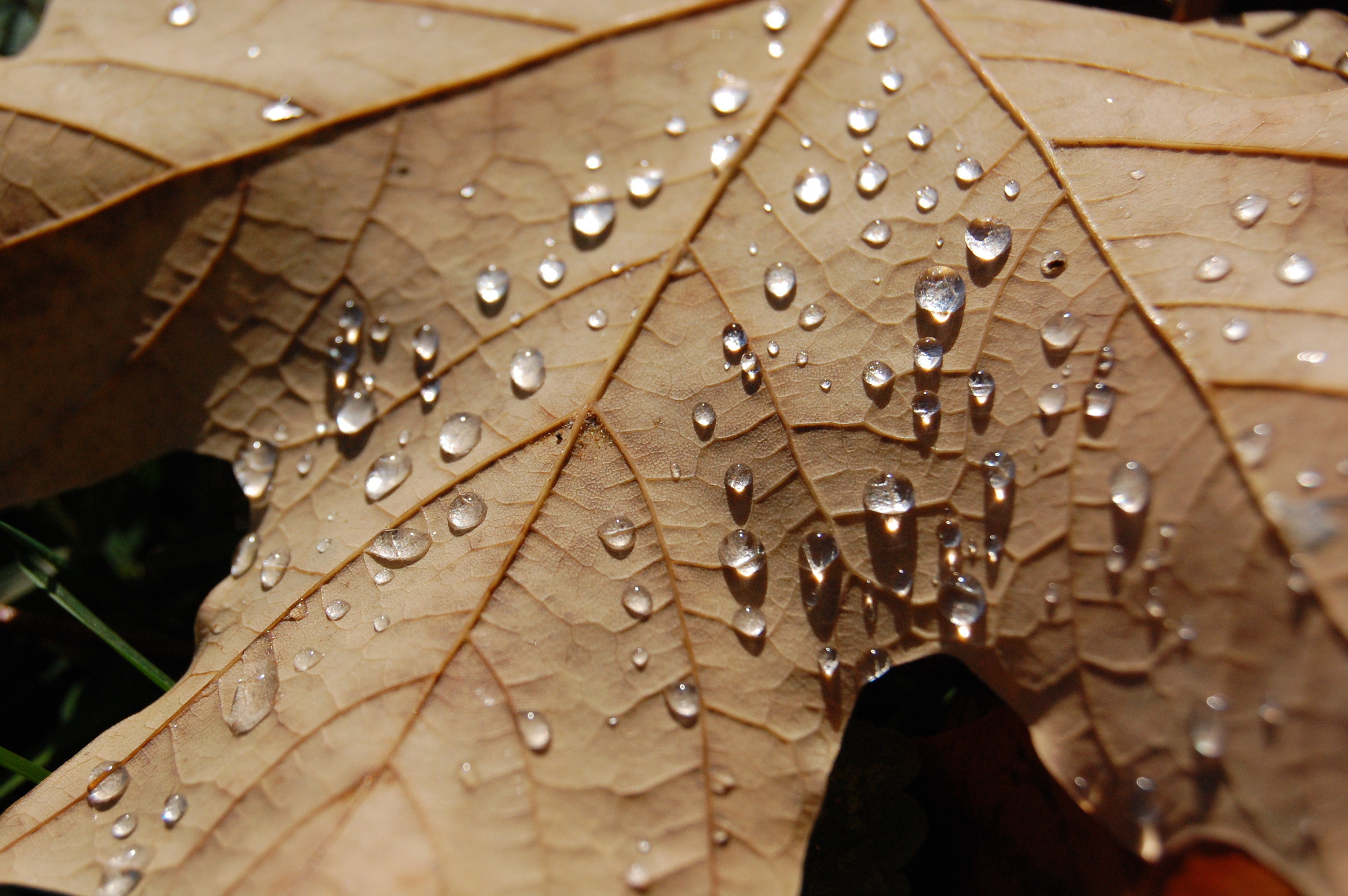 Watering leaves. Листья. Листья макро. Капли на осенних листьях. Кленовый лист макро.