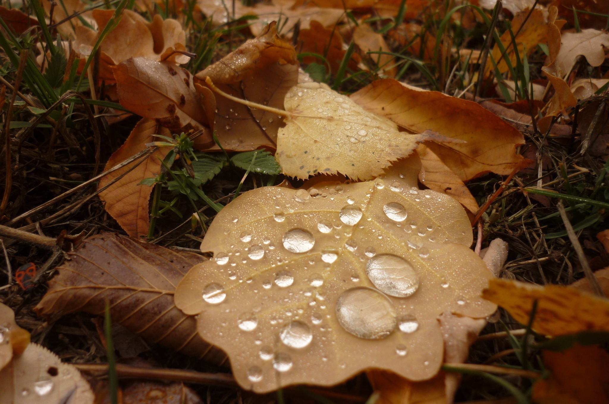 Leaves rock. Заставка на рабочий стол осень осень с лилиями.