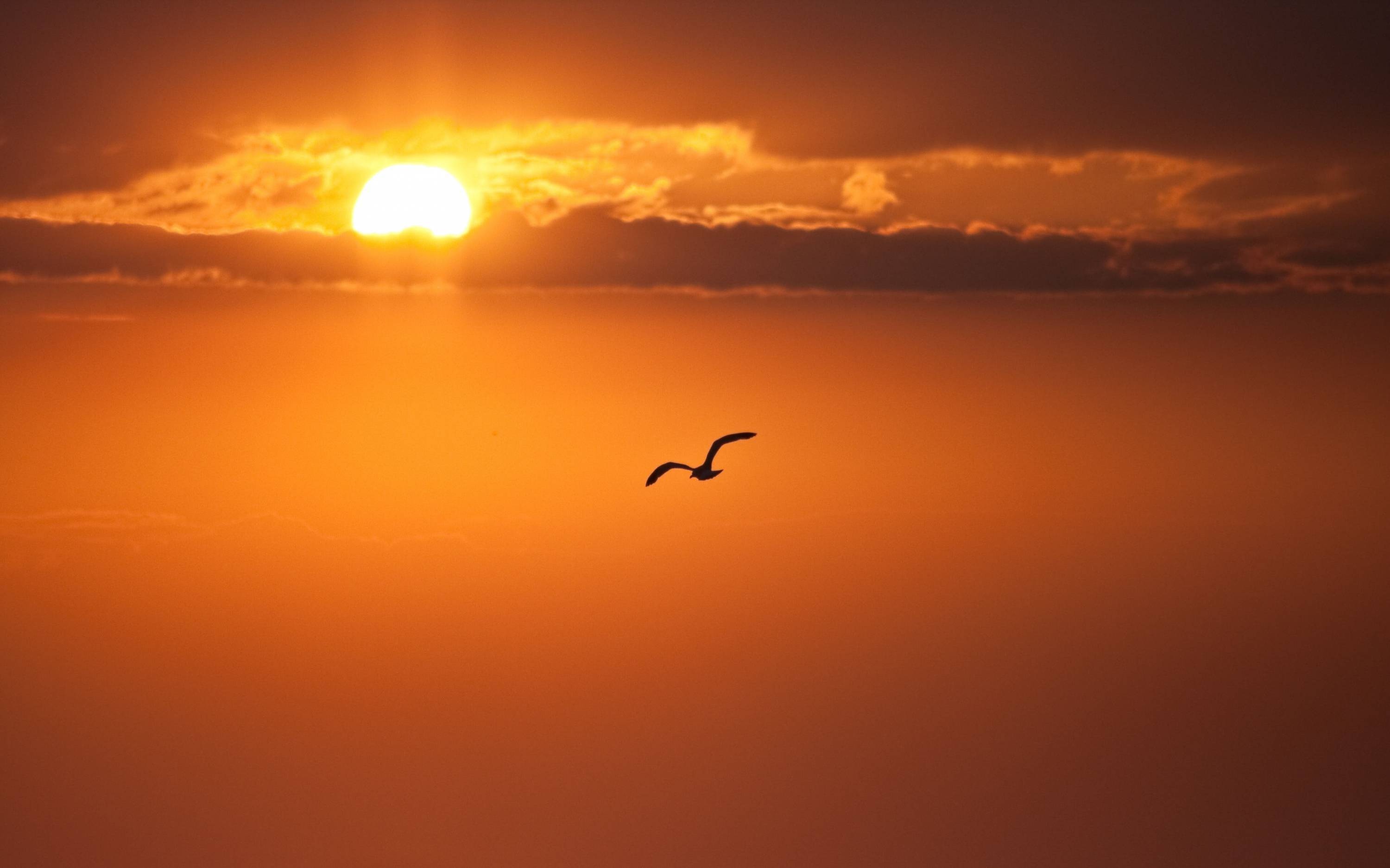 Закат солнца и птицы