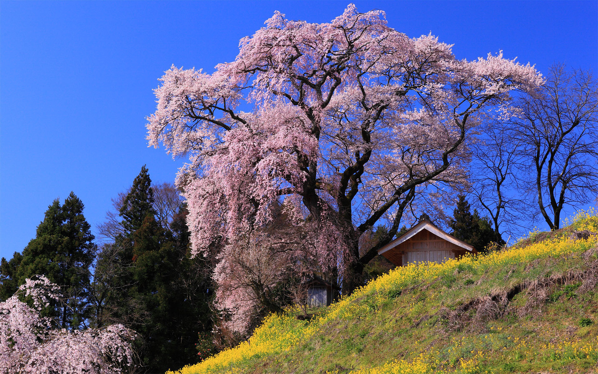 Священное дерево в Японии Сакура