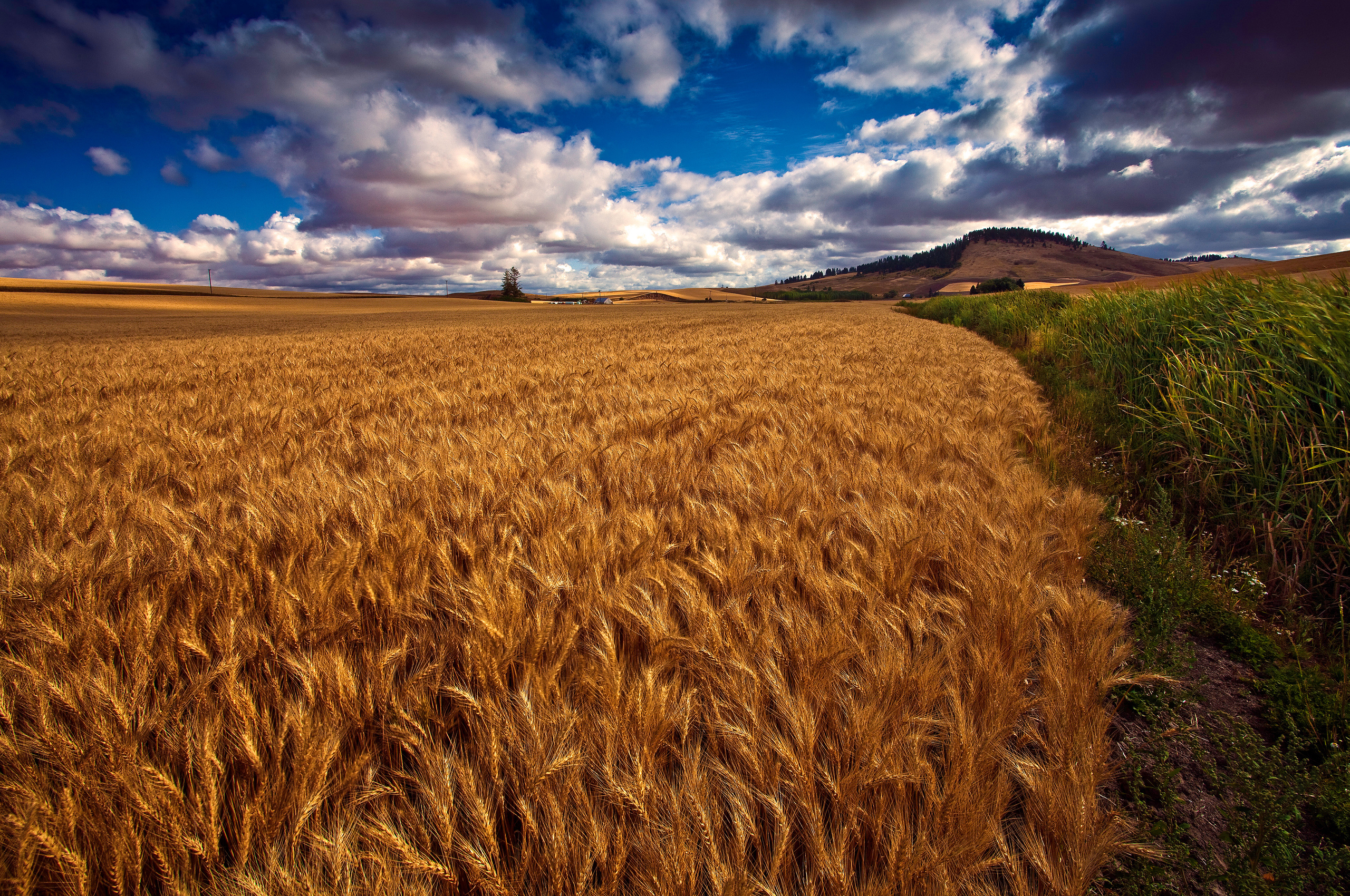 Ржаное поле фото