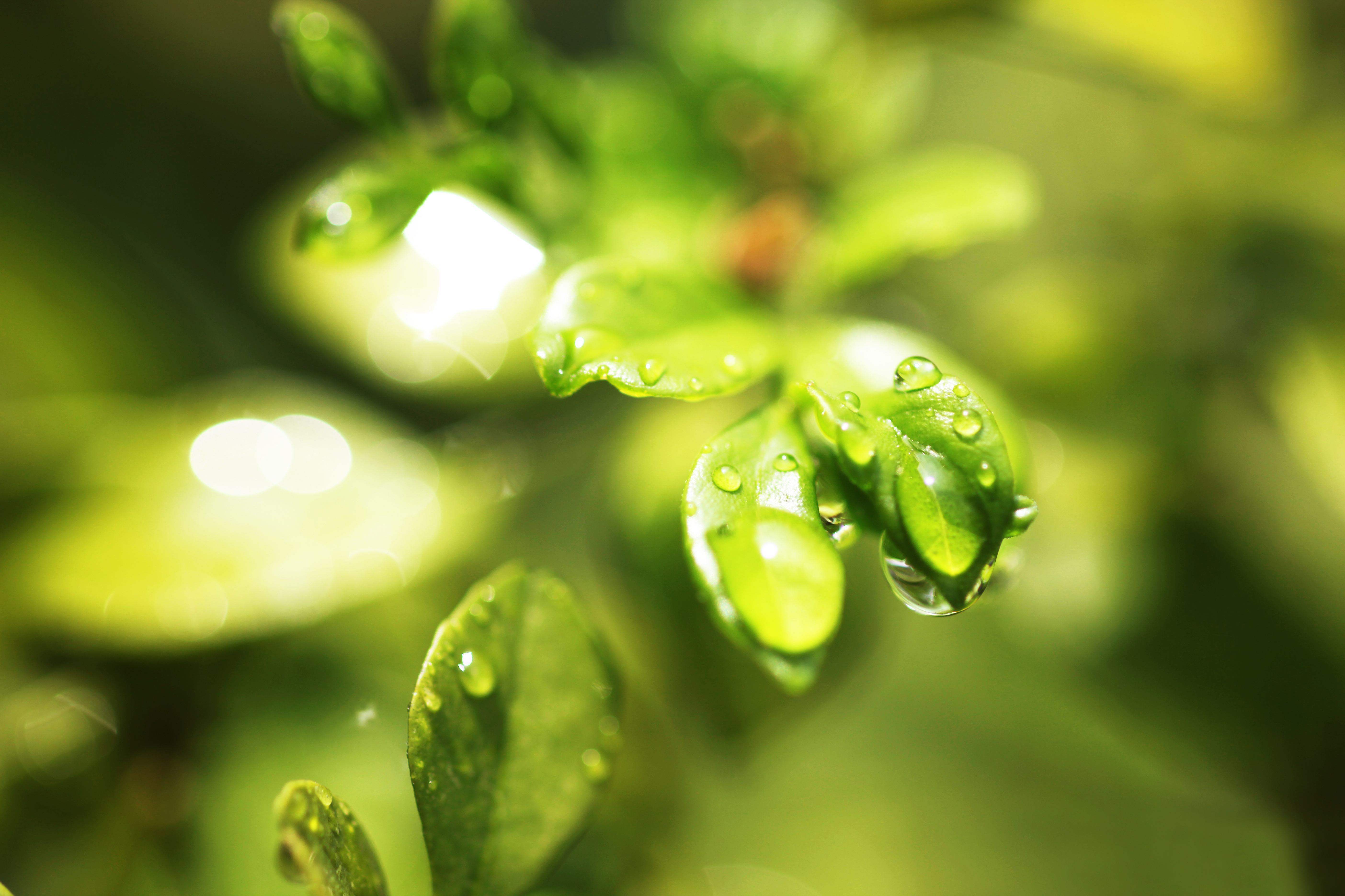 Water leaves. Зеленый лист с росой. Сочная зелень. Красивые зеленые листья в макро. Капли росы на зеленом фоне.