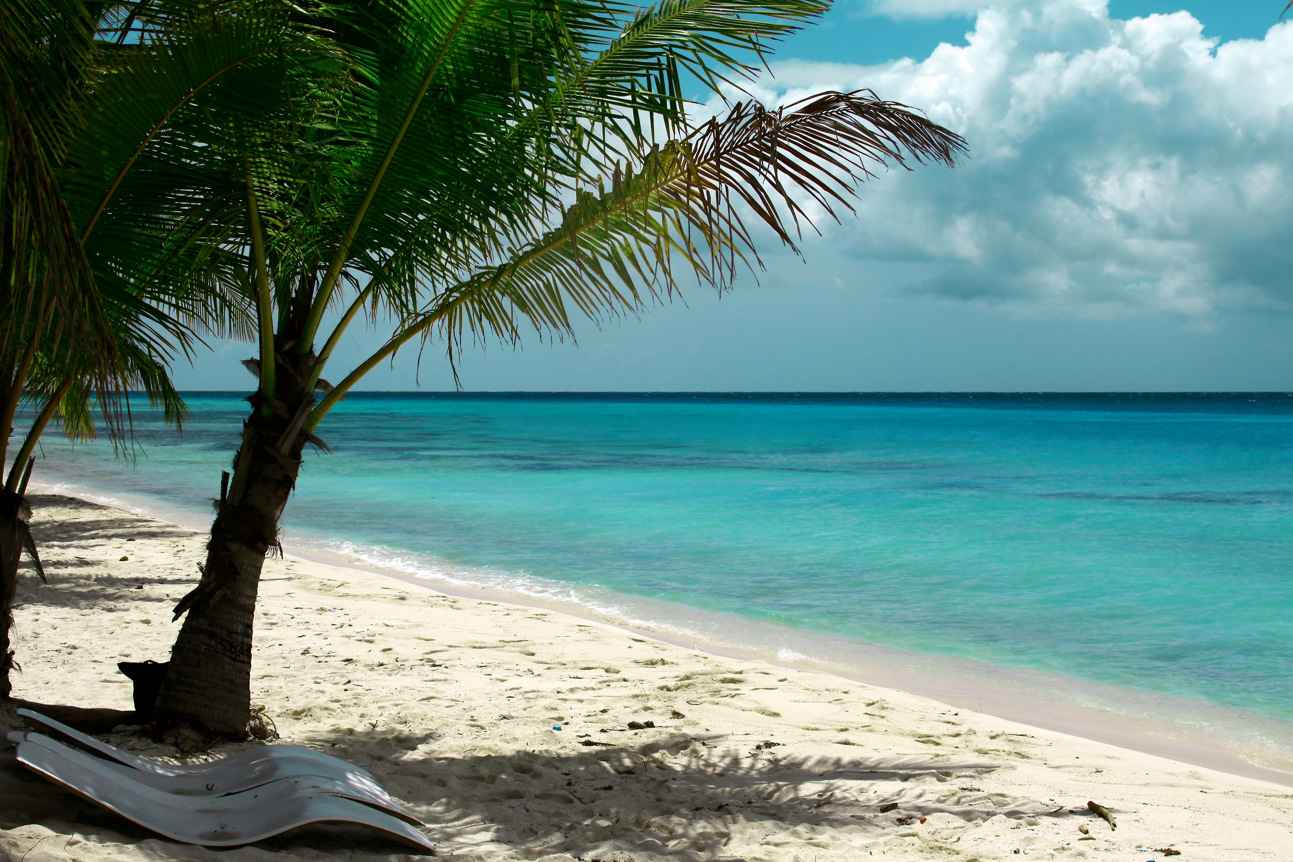 Фото пляжа с пальмами и морем