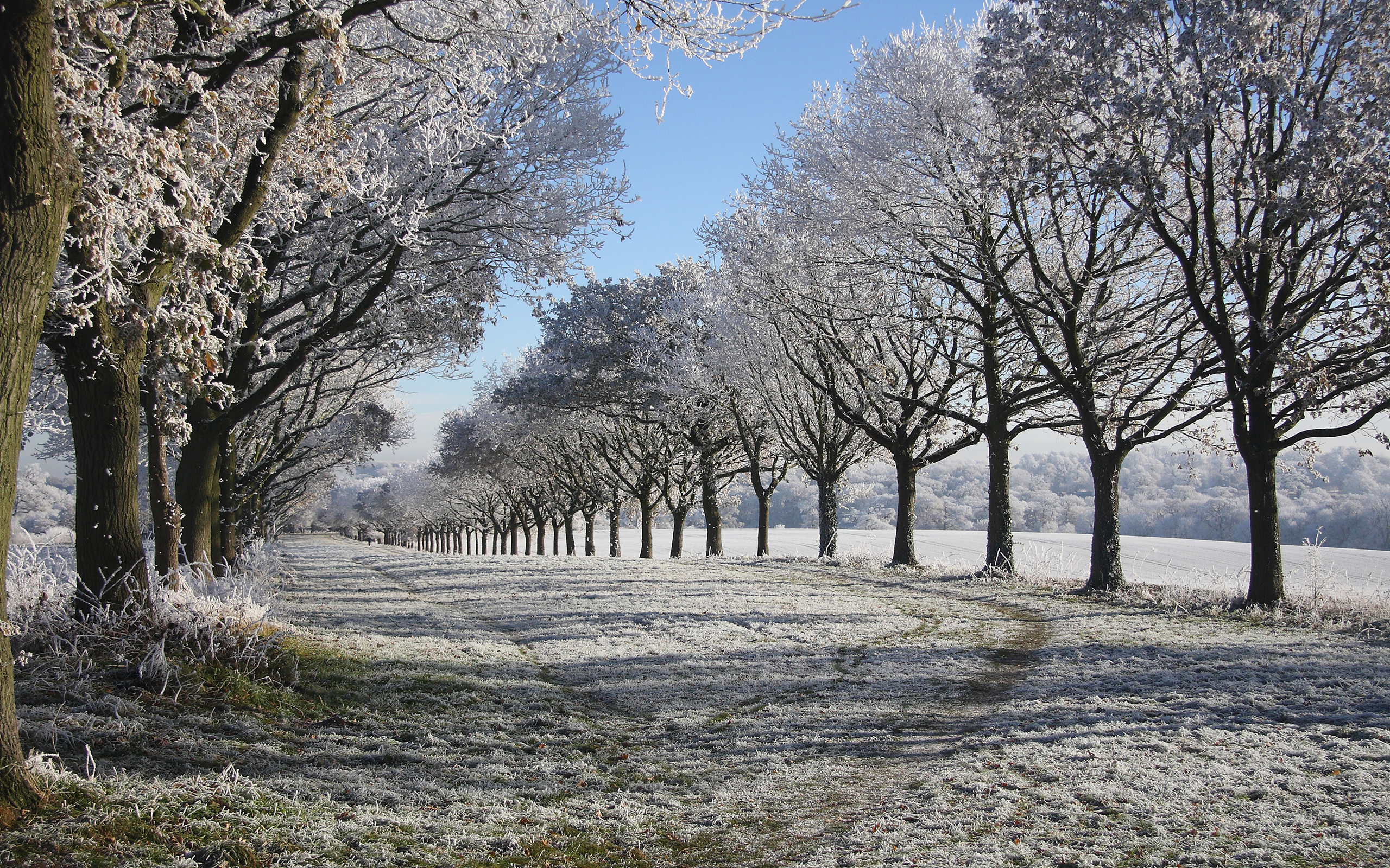 Снежные деревья в парке
