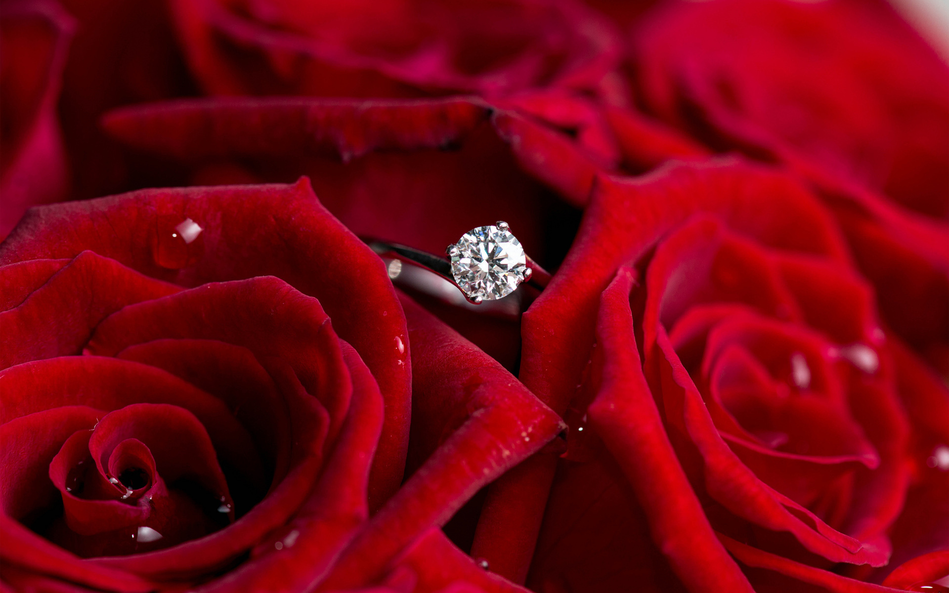 фото букет роз и кольцо
