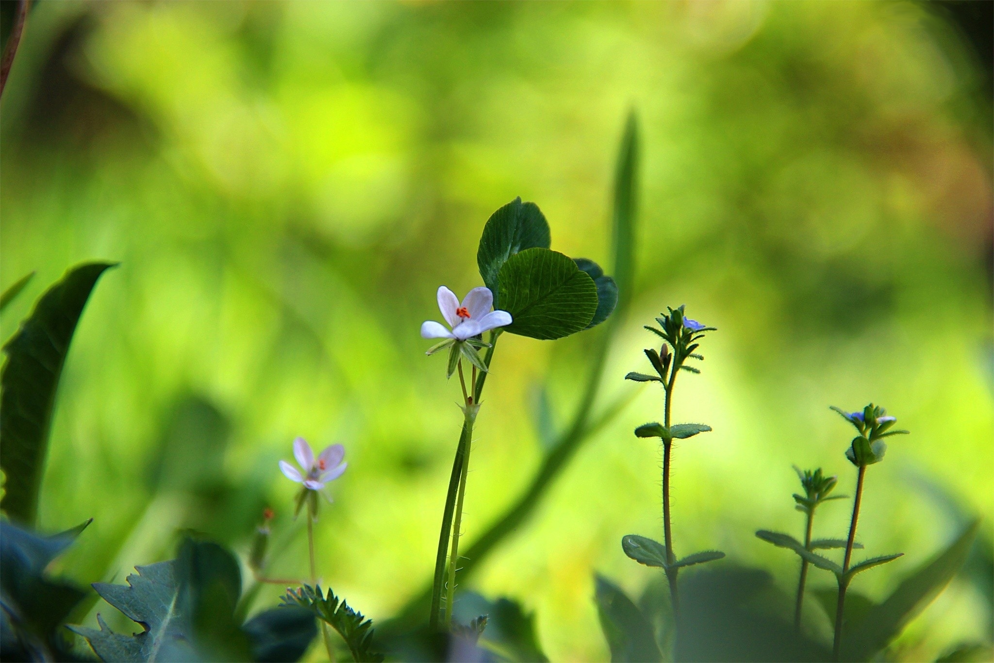 Песня зелень. Клевер Лесной. Clover grass. Зелень цветы. Лесные цветы макро.